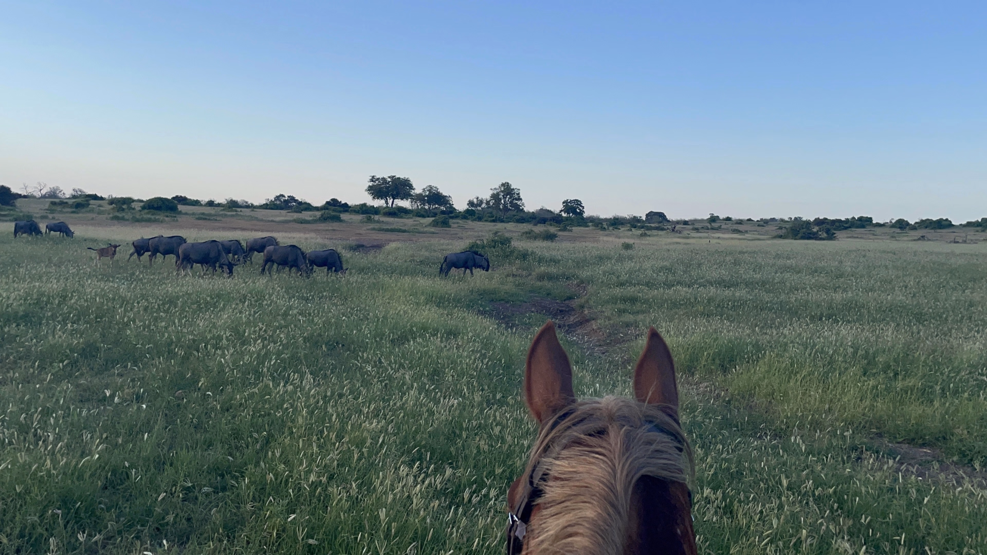 Safari à cheval, de l'Afrique du Sud au Botswana