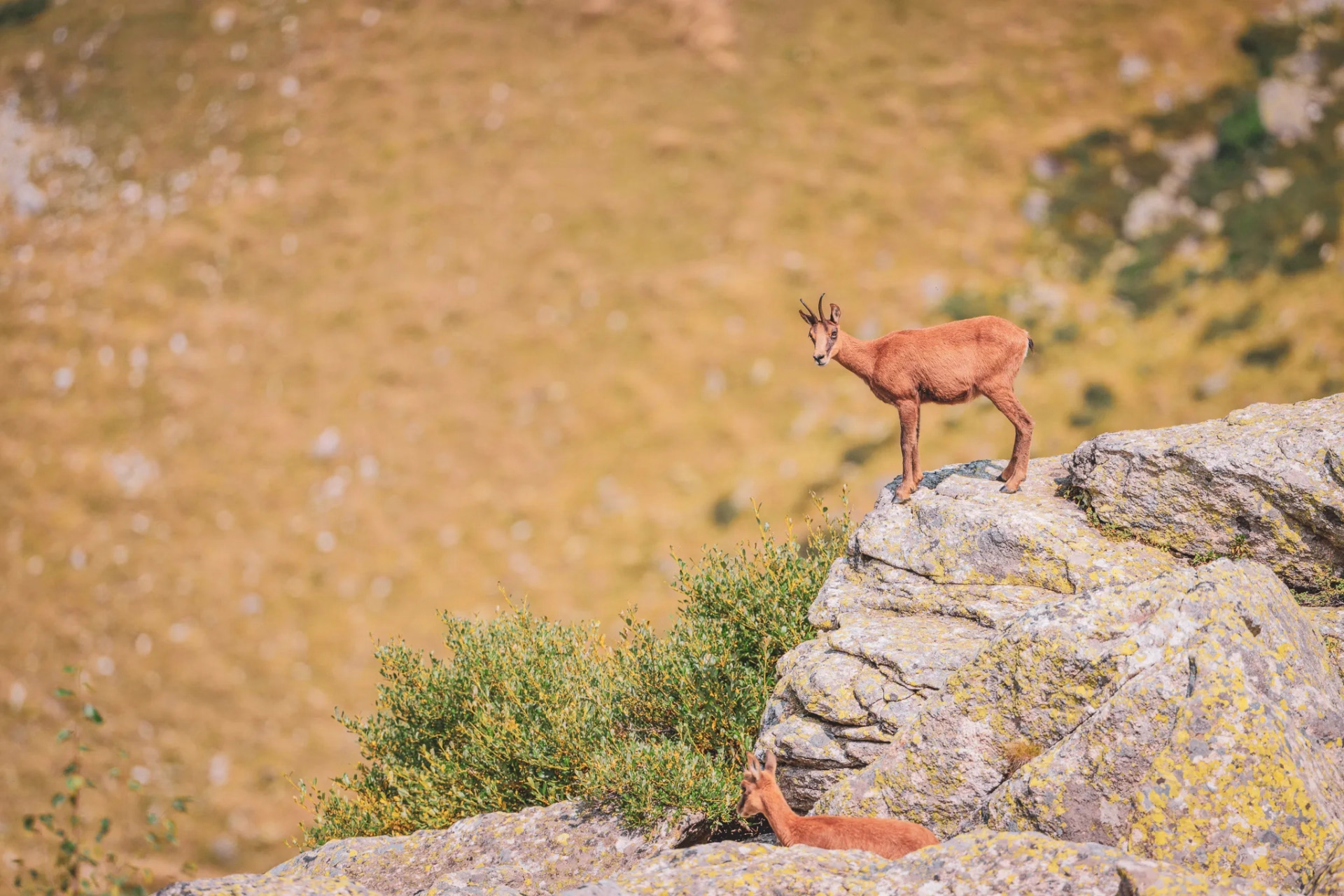 Immersion sauvage et faune des Pyrénées en randonnée