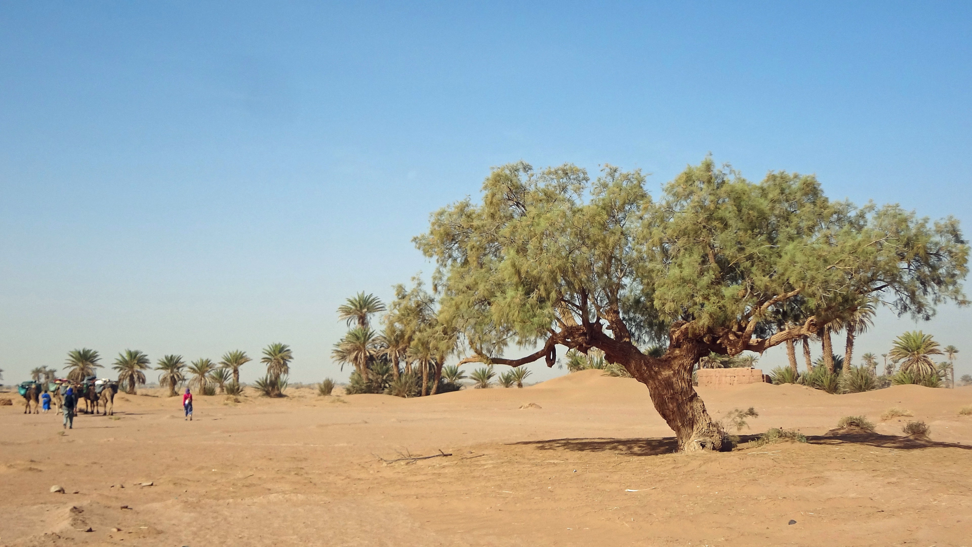 Trek de 3 jours dans le désert : sur la route des anciennes caravanes