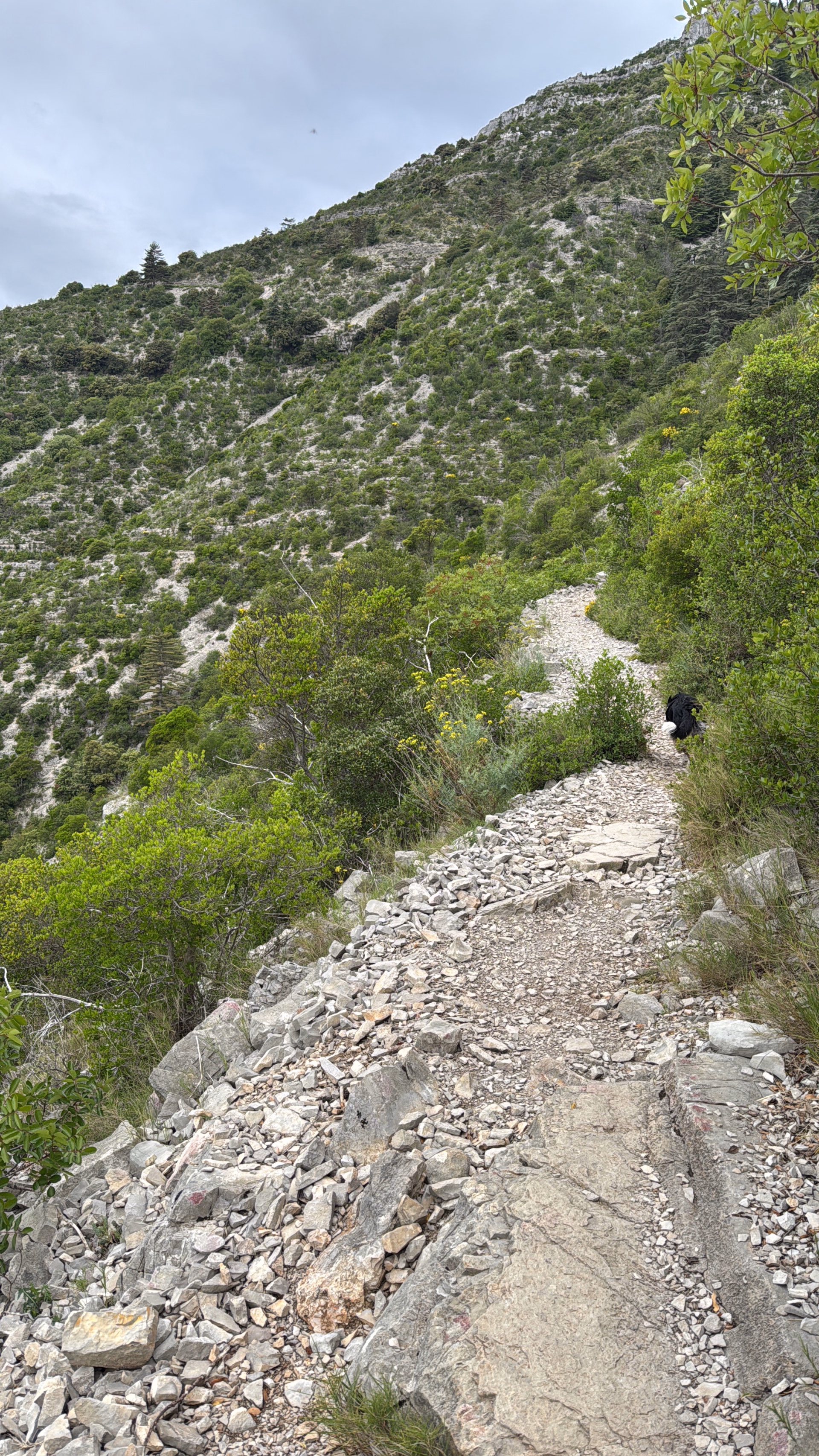 Séjour randonnée et doga dans le Gard avec votre chien