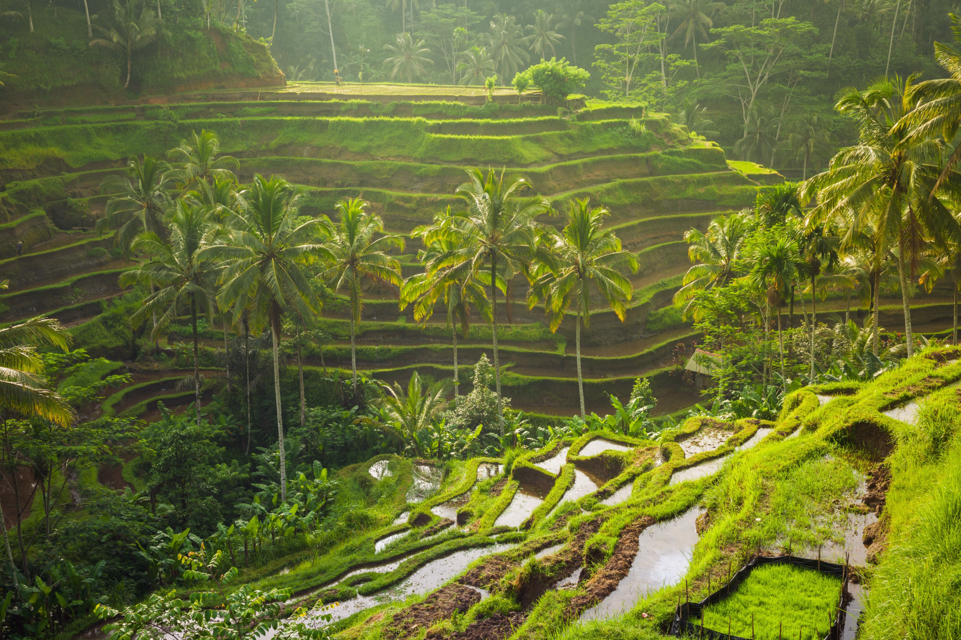 Voyageur solo confirmé : safari plongée d’exploration à Bali - 9 nuits