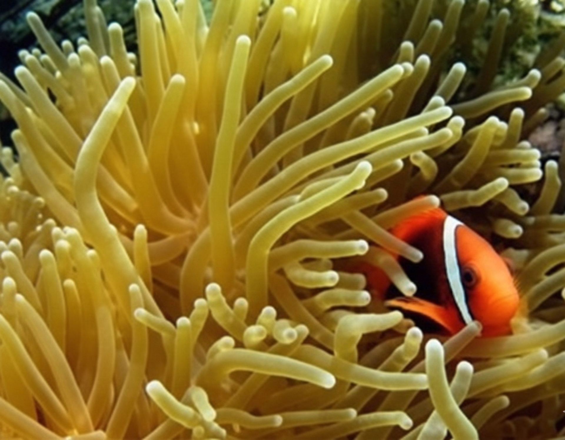 Circuit et plongée au Vietnam Sud de Ho Chi Minh à Nha Trang