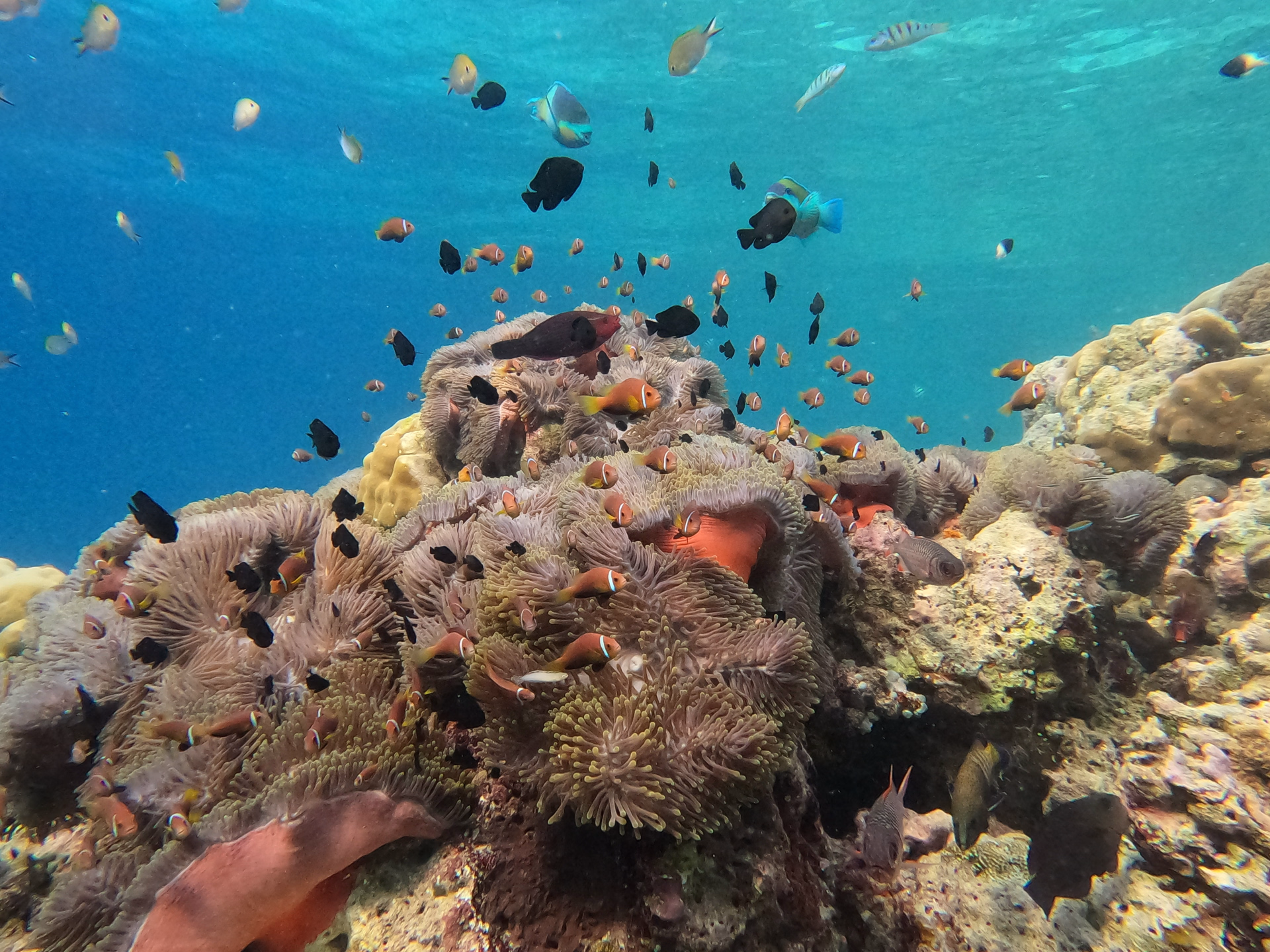 Semaine de plongée dans l'atoll d'Ari Sud sur une île locale aux Maldives