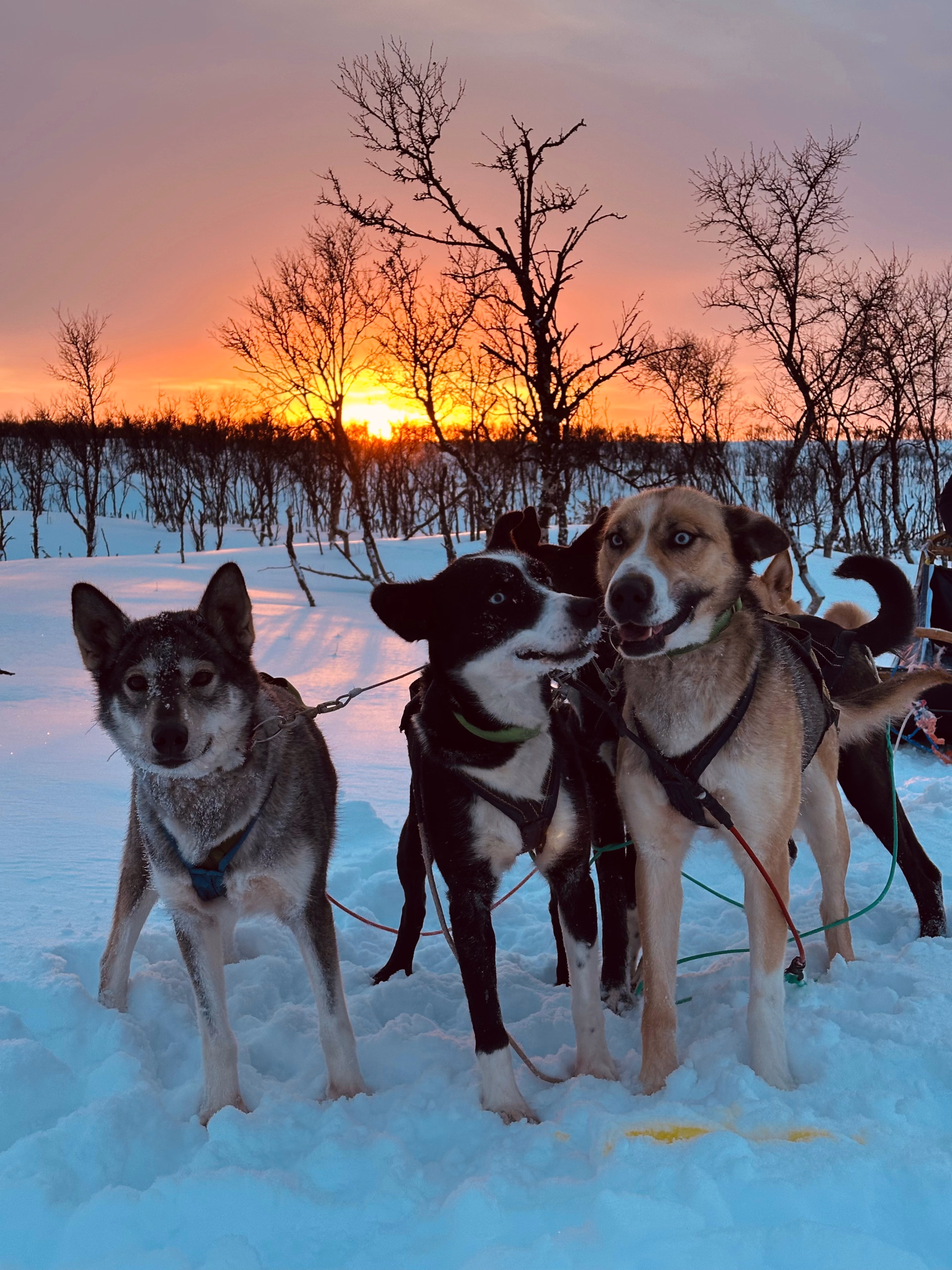 Expédition en terre arctique - chiens de traîneau et bivouac