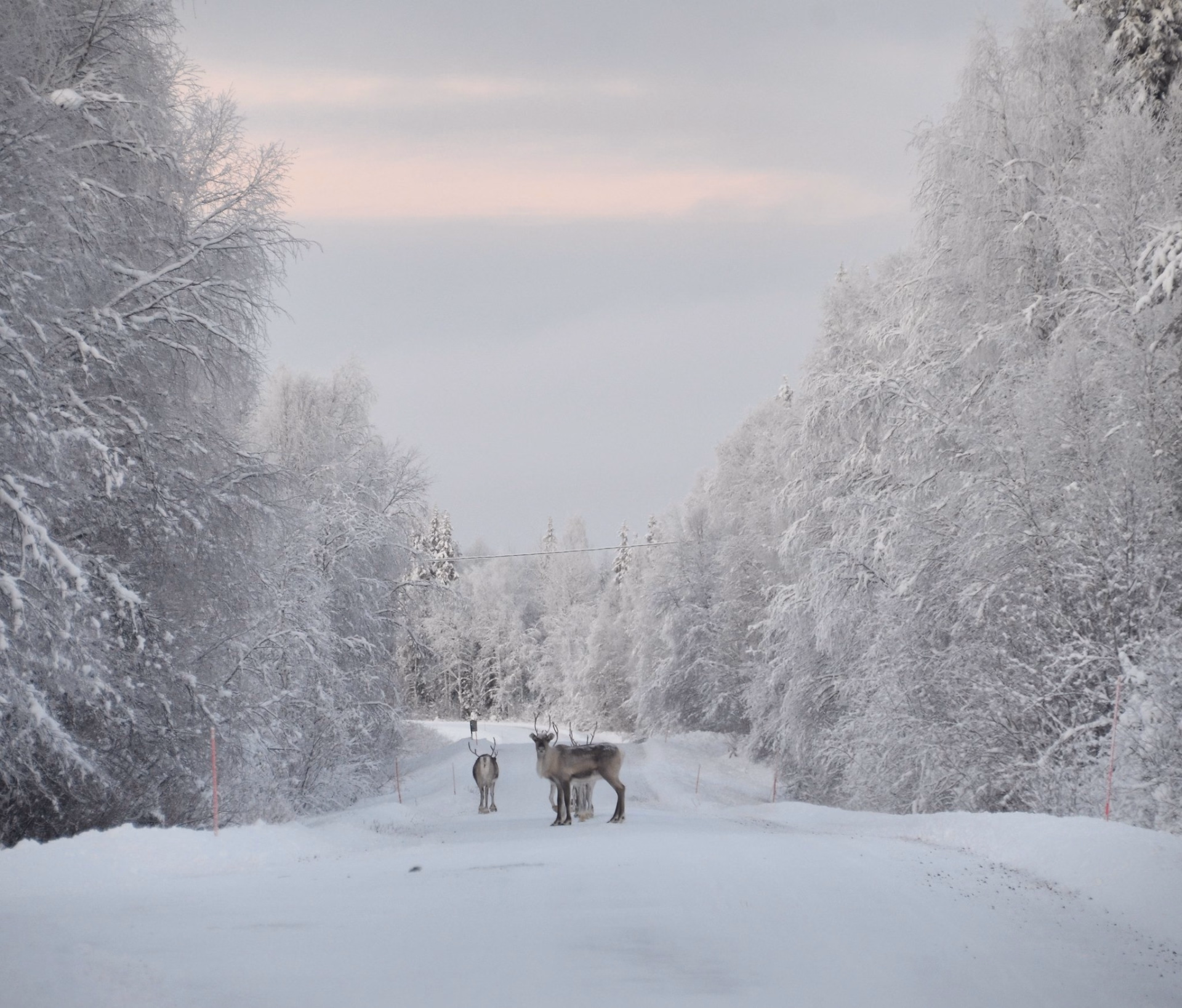 Séjour intimiste en immersion au coeur de la Laponie Finlandaise