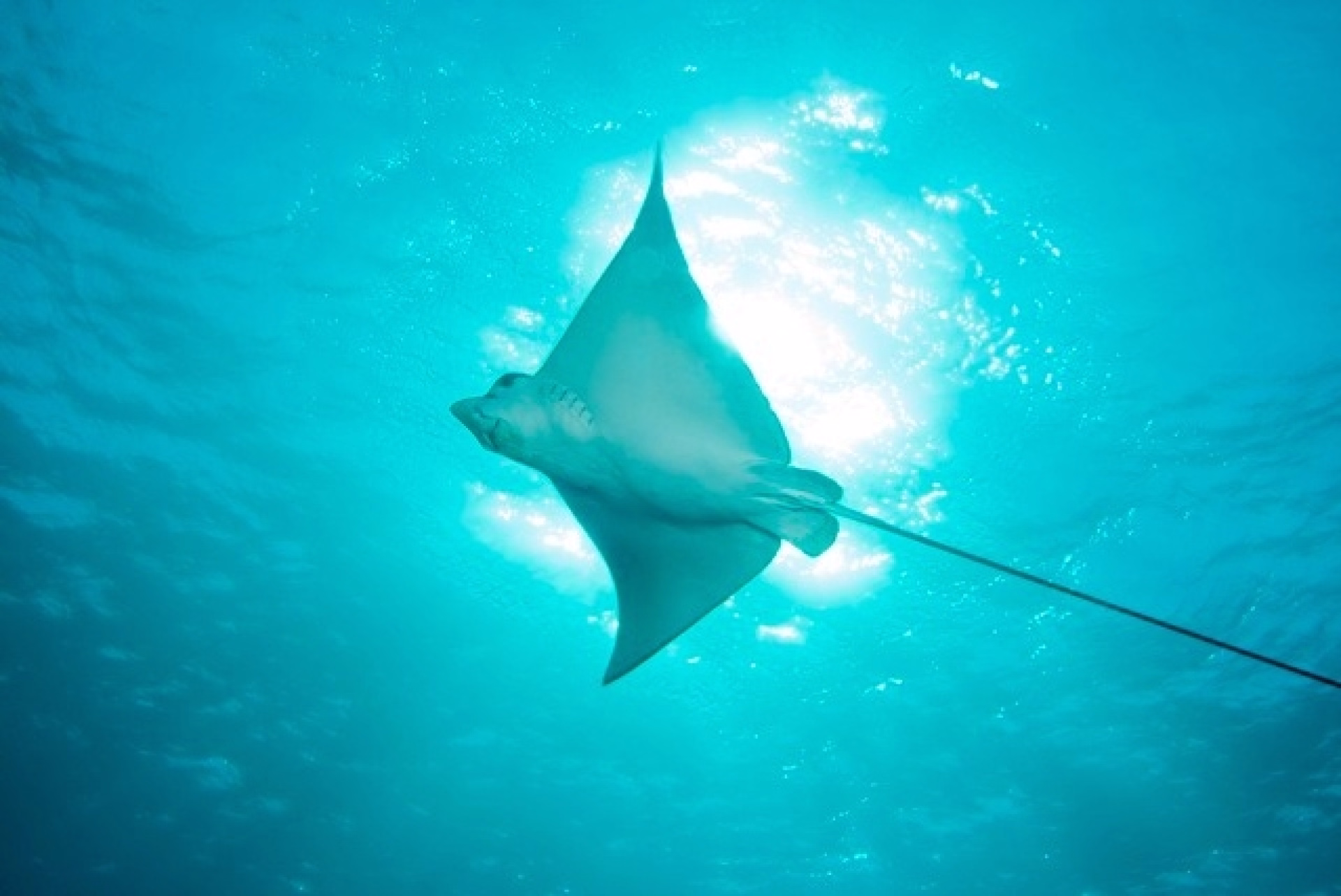 Expédition Sinaï : pack 10 plongées et safari désertique