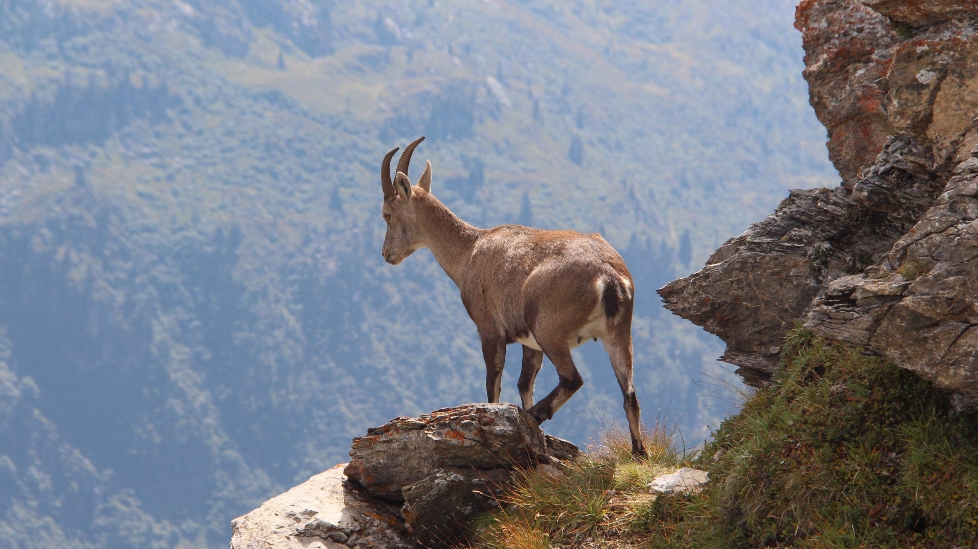 Tour du Mont blanc intégral en 6 jours, version marche rapide