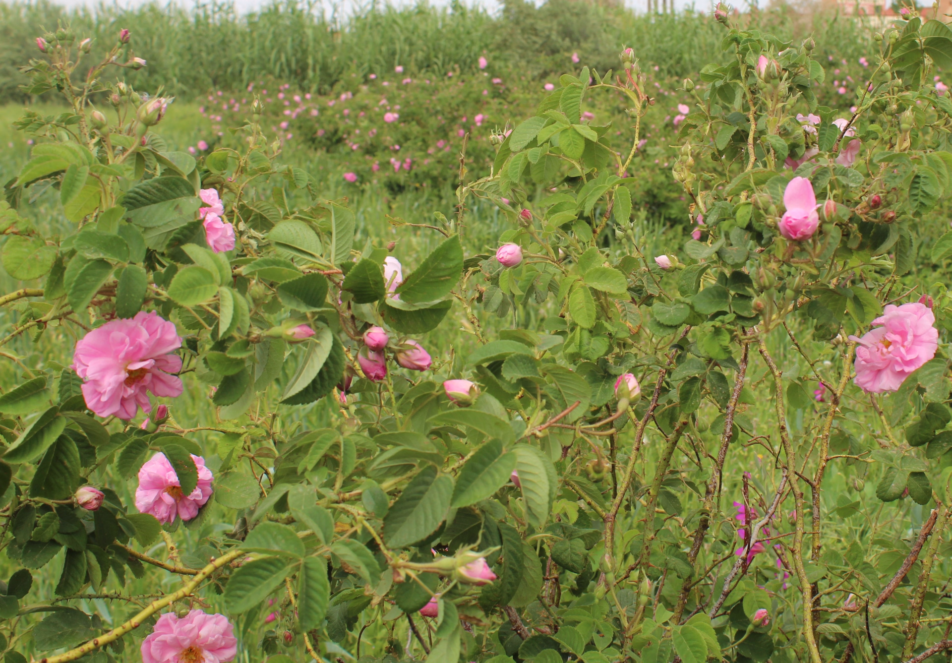 Randonnée estivale au Maroc : Vallée de l’Ounila et Vallée des Roses