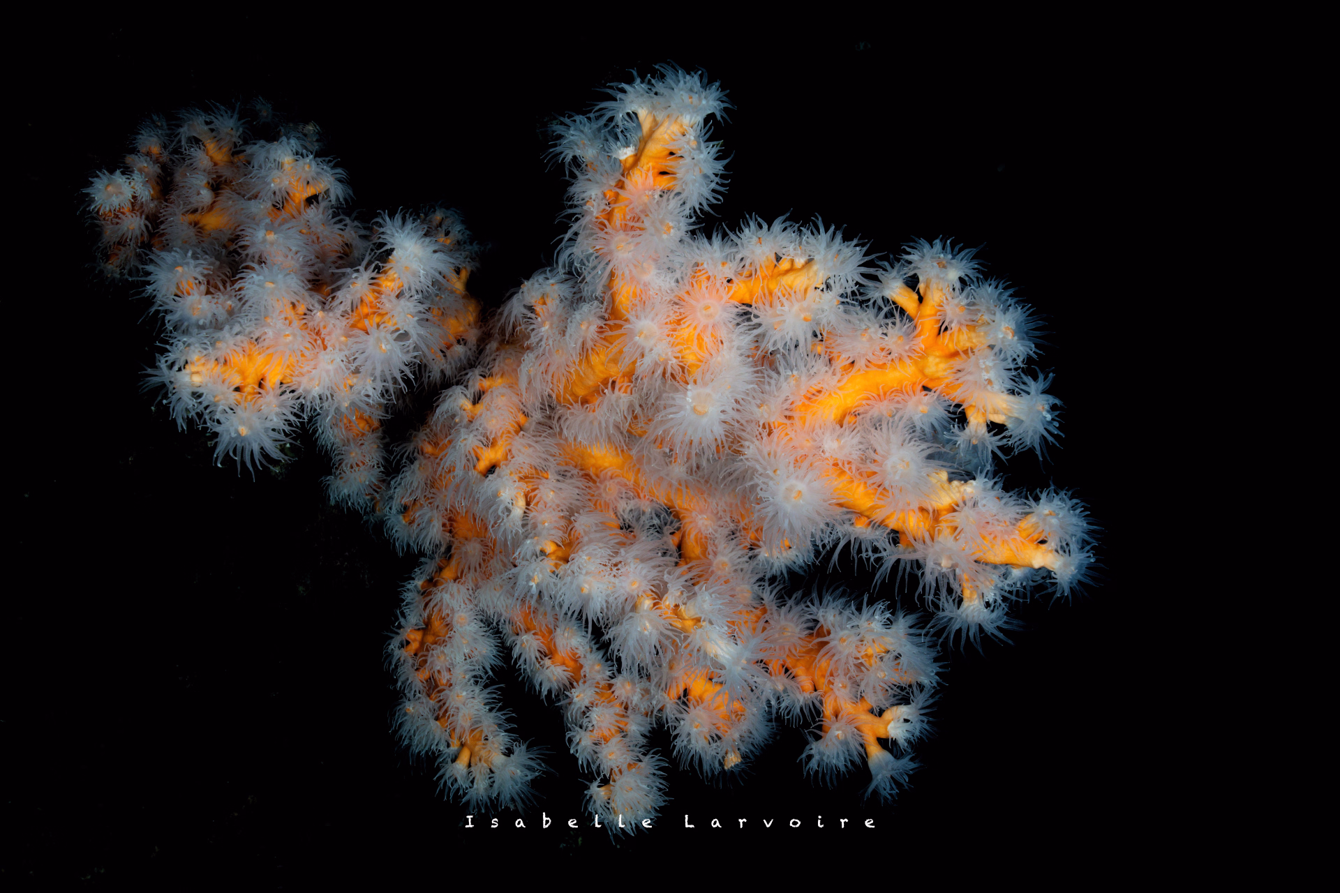 Plongeurs avancés, venez découvrir le Museo Submarino de Lanzarote