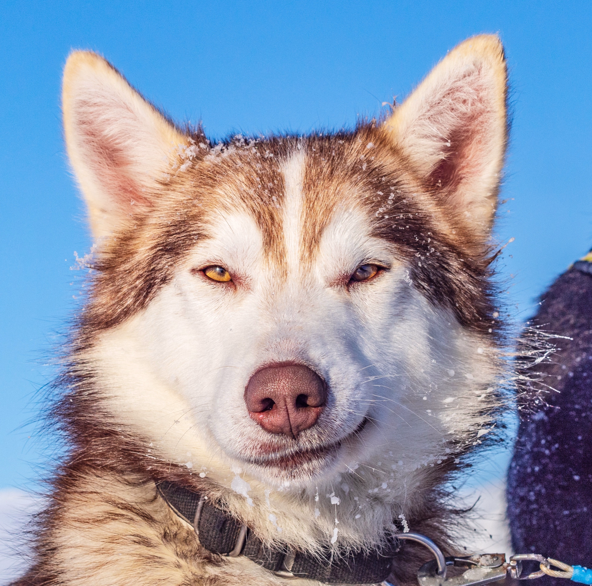 Expédition chien de traîneau dans le Parc National de Dividalen