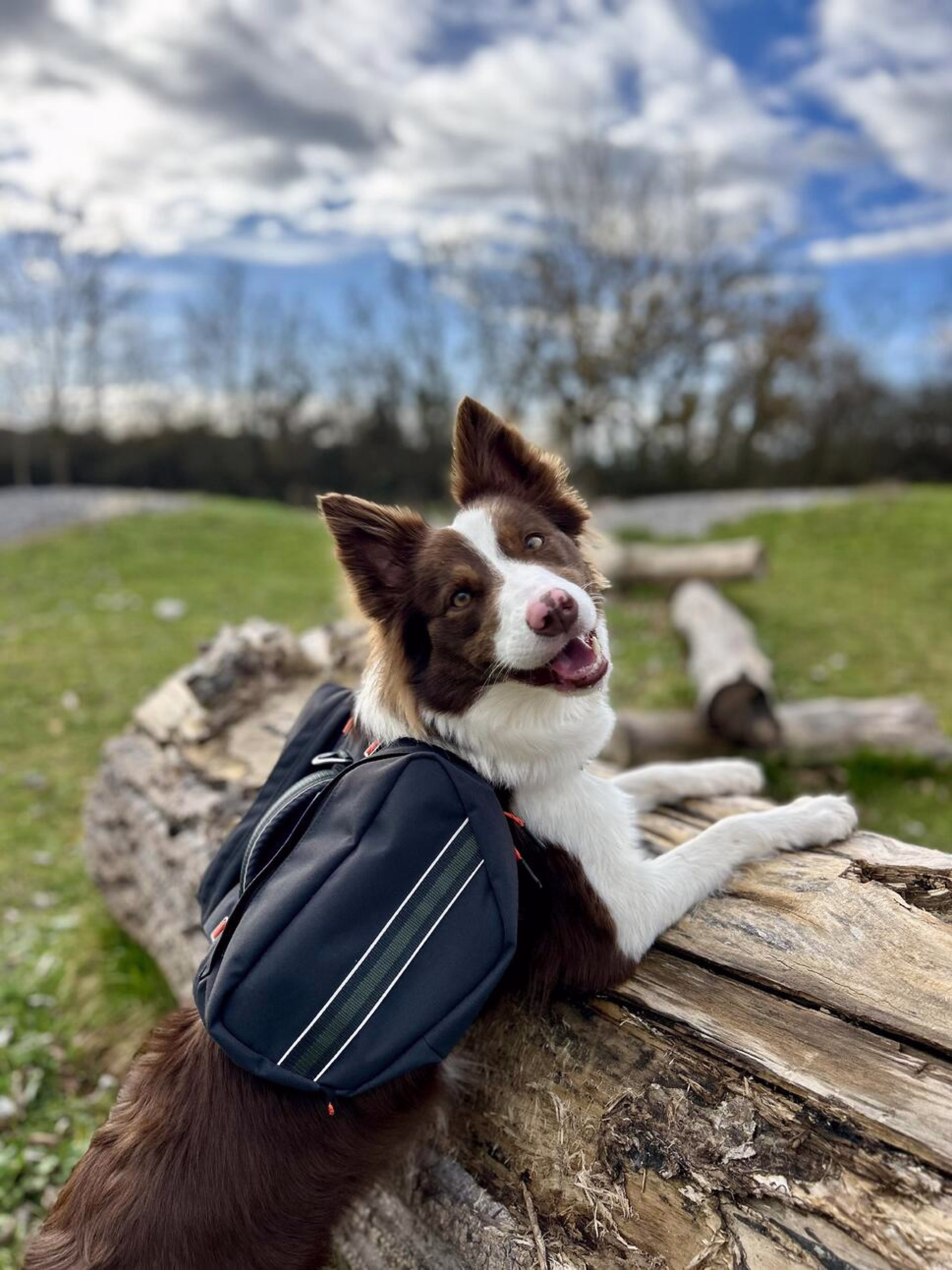 Photo de chien pendant un séjour randonnée © Photo de chien pendant un séjour randonnée