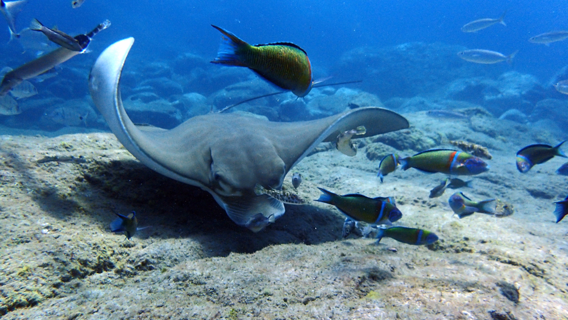 À la découverte de la faune marine de l'Atlantique à Tenerife