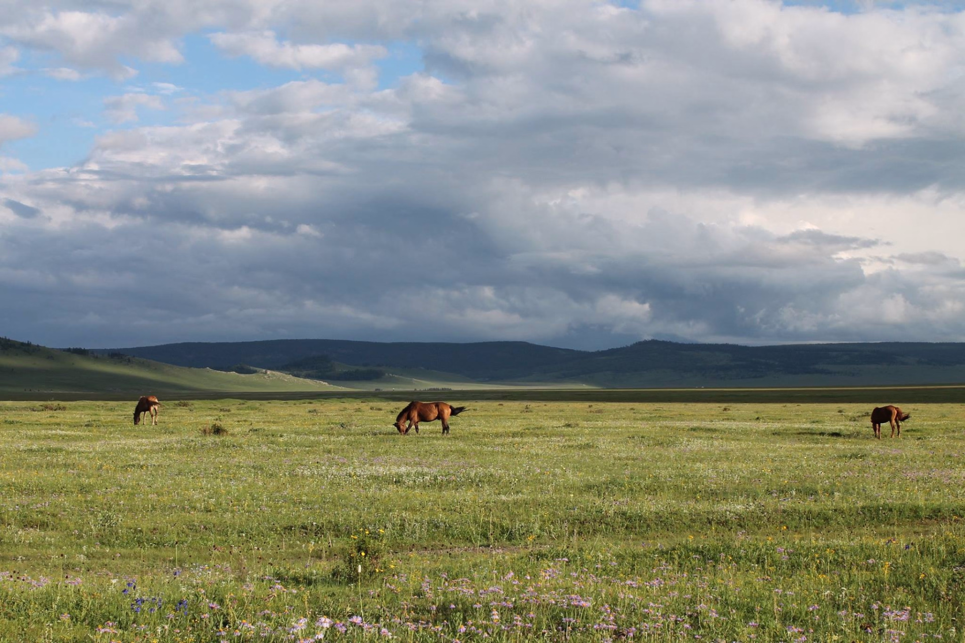Randonnée à cheval dans les Massifs de Khenti