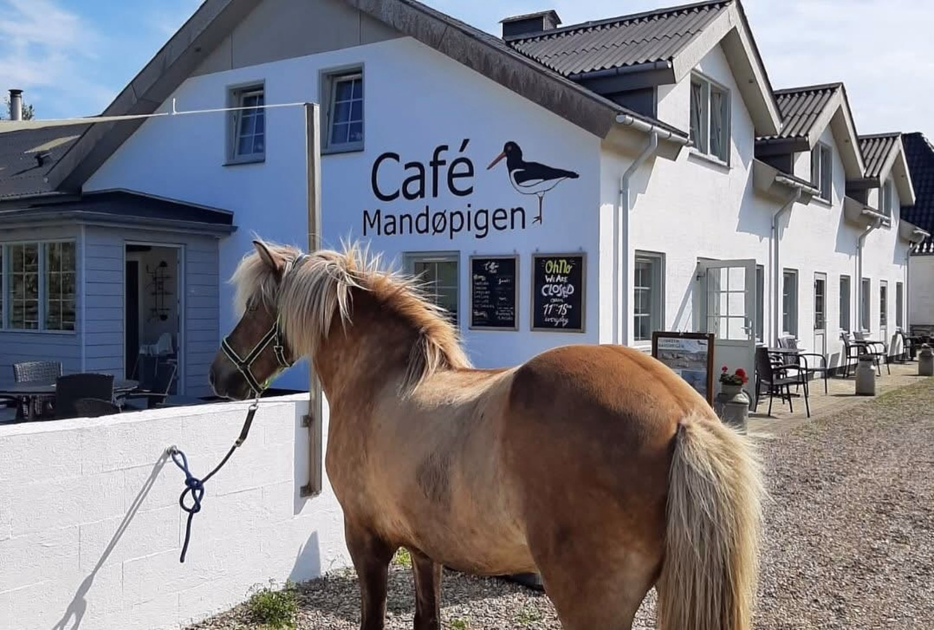 Randonnée équestre sur les plages du Danemark entre fjords et Wadden