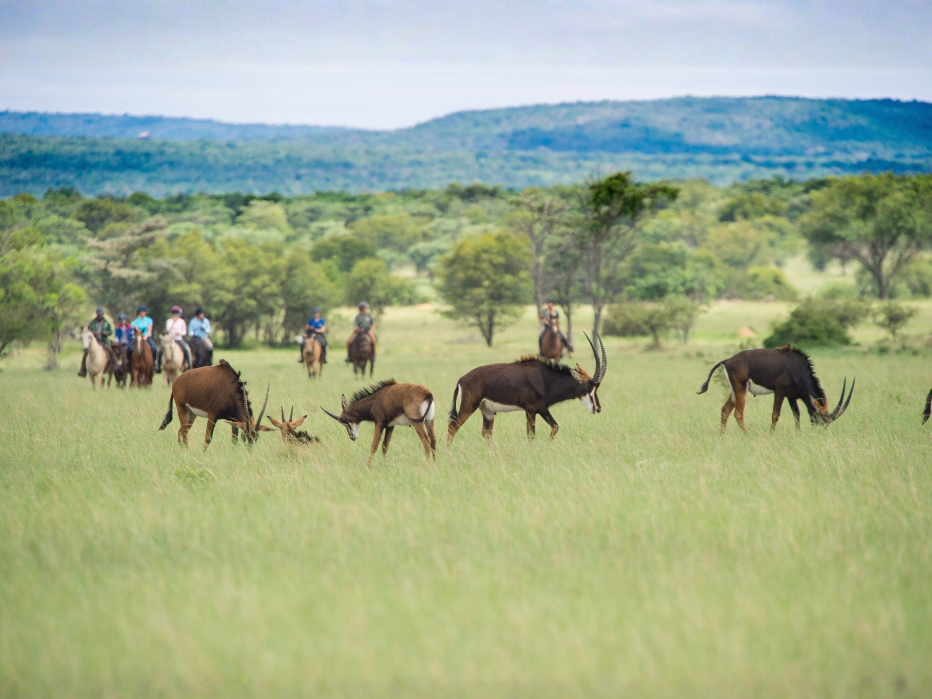 Safari à cheval, de l'Afrique du Sud au Botswana