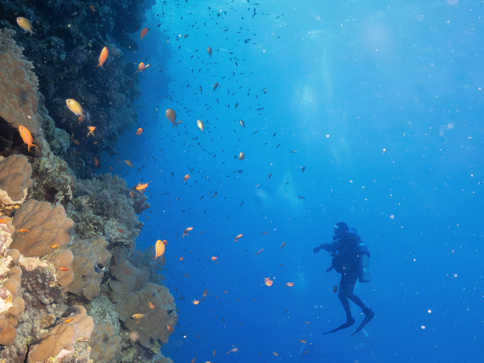 Deux semaines d'exploration de la mer Rouge