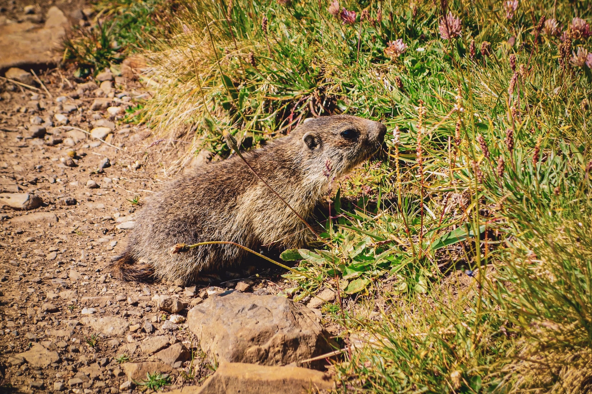 Immersion en Vanoise : marmottes, lacs d’altitude et nuits en refuge