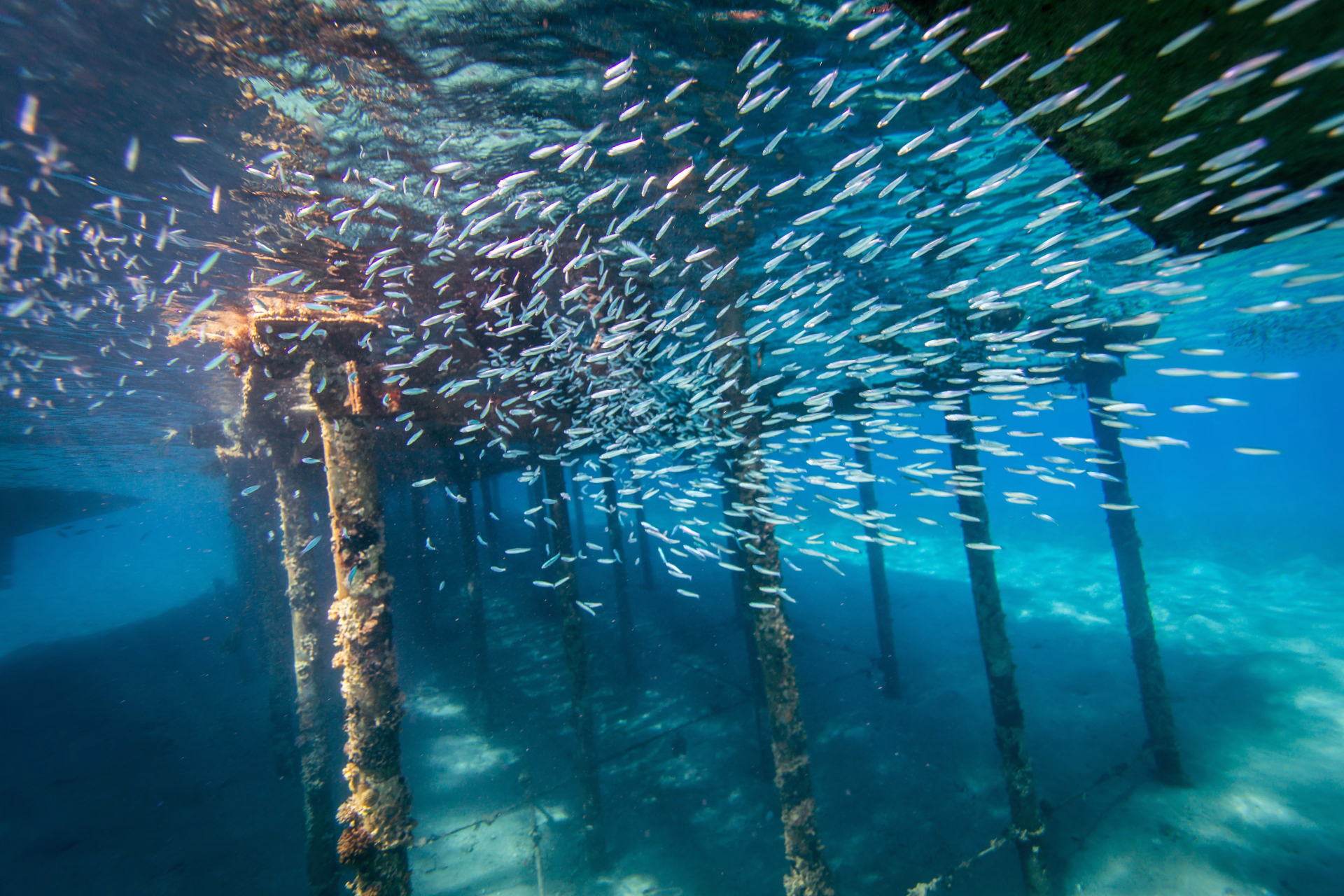 Immersion totale dans les récifs colorés de la mer Rouge