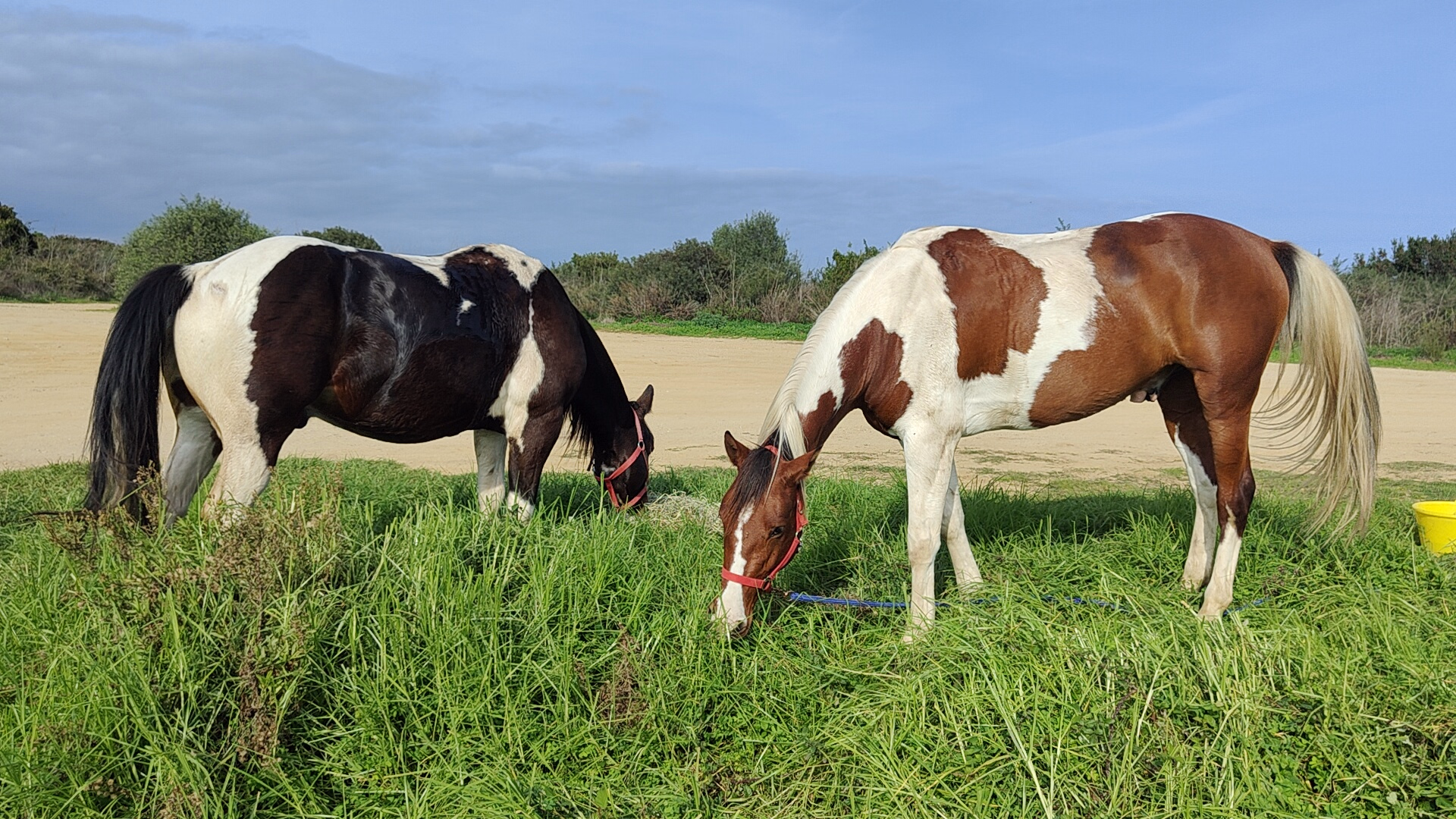 Photo de chevaux pendant une randonnée équestre