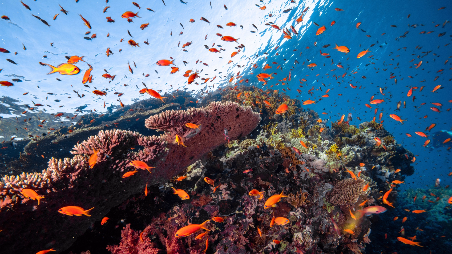 Voyageur solo : croisière plongée dans le Parc National de Ras Mohamed