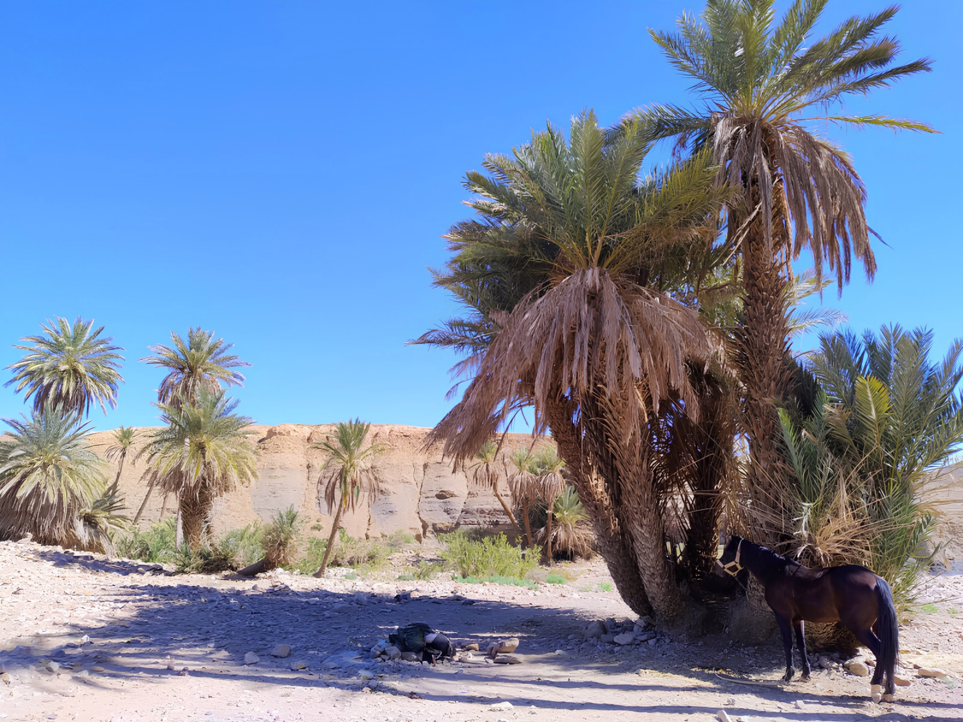 Randonnée équestre dans le désert du Sahara