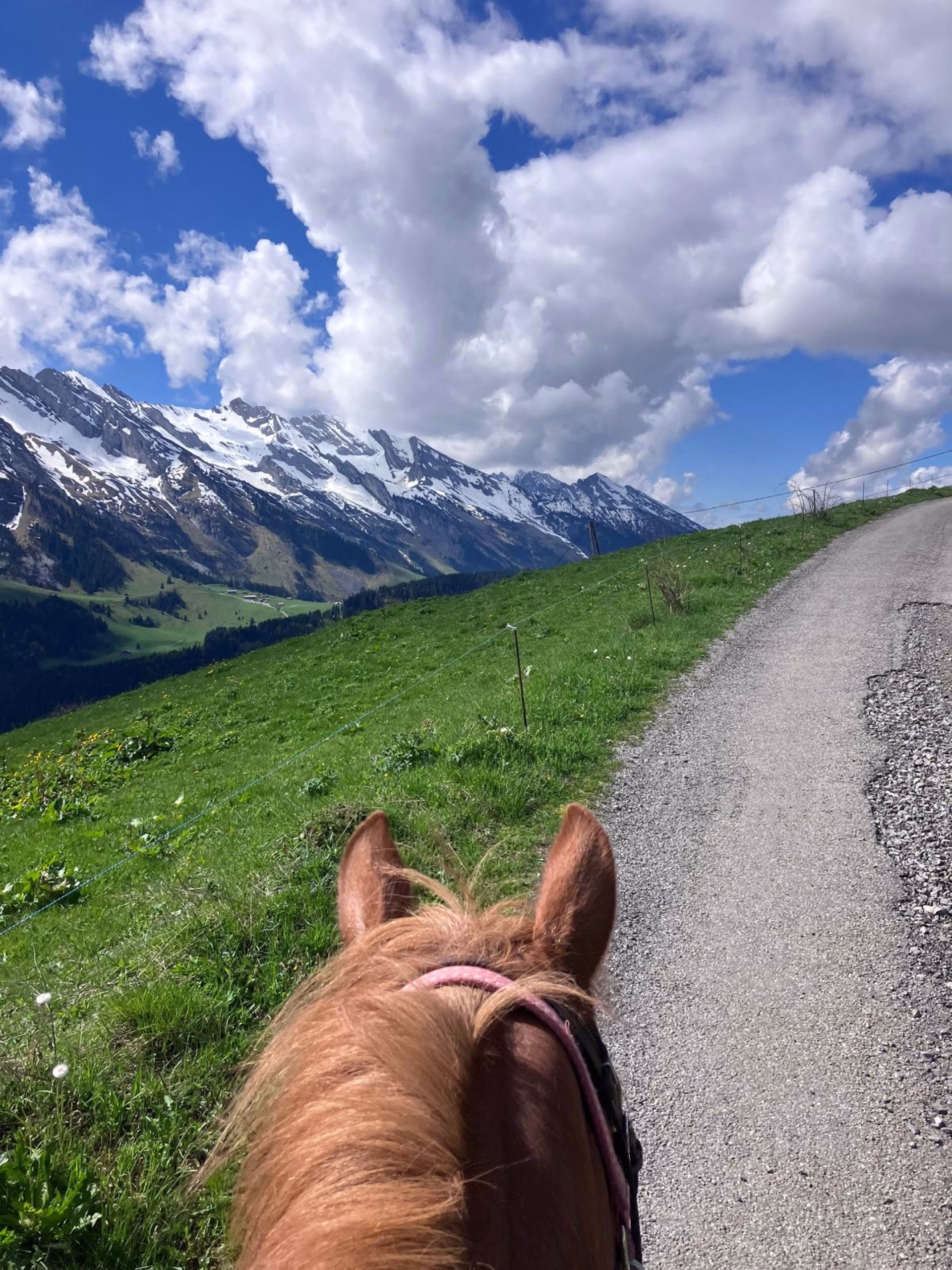 Randonnée équestre pour les apprentis randonneurs