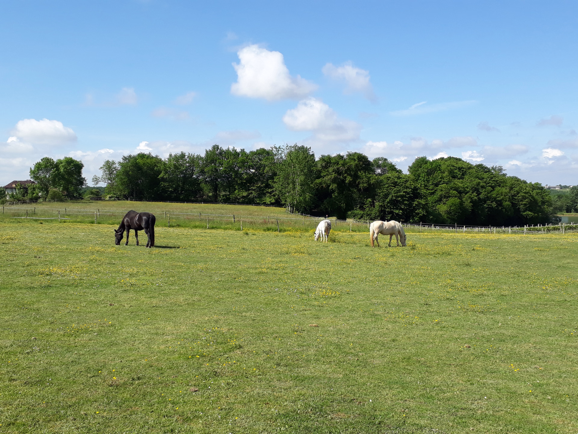 Randonnée à cheval et détente en Gascogne