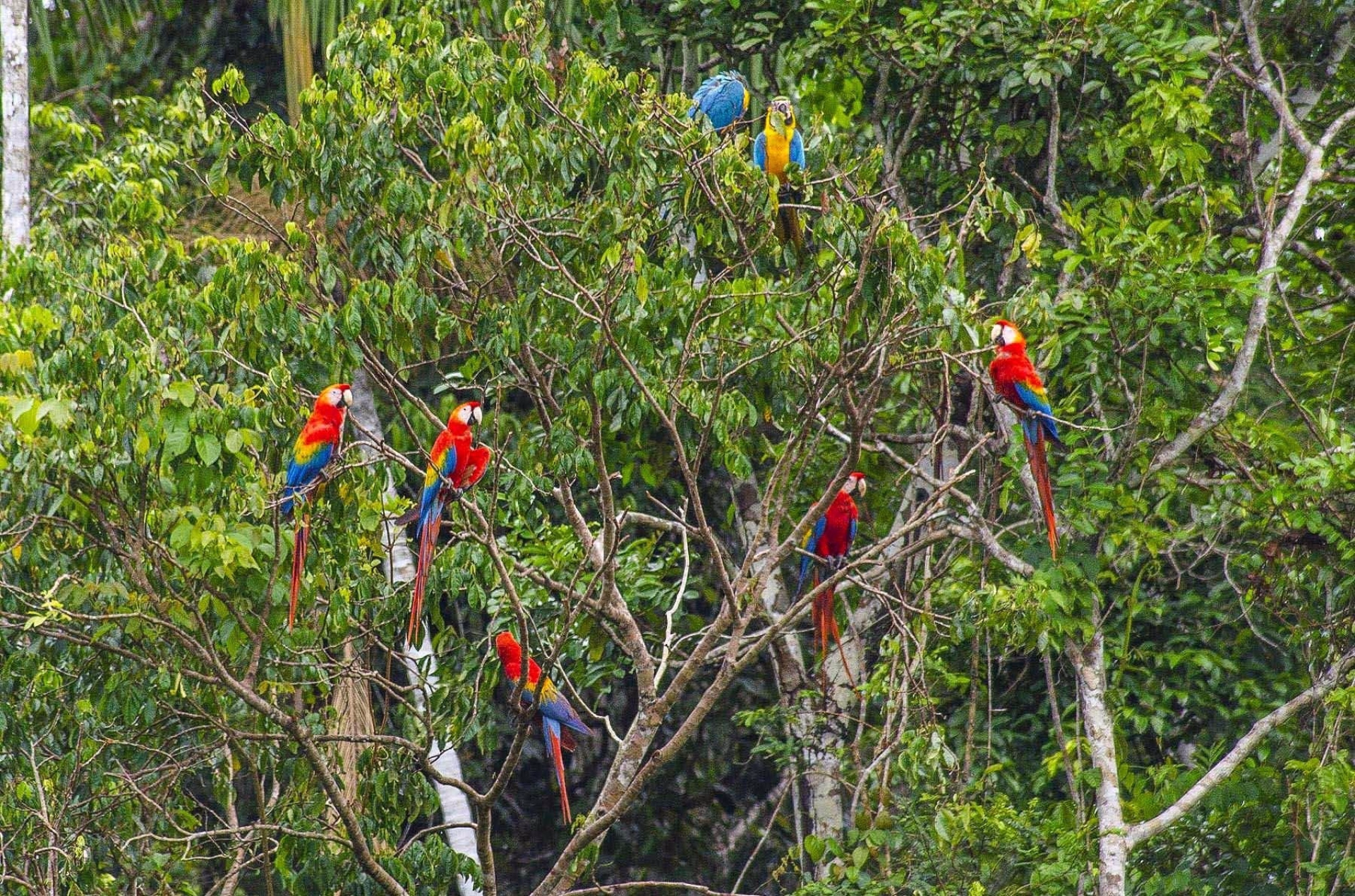 Réserve nationale de Tambopata : le sanctuaire de la nature