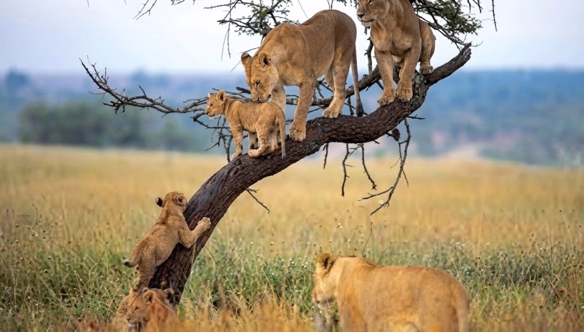 Ascension du Kilimandjaro par la voie Machame et extension balnéaire