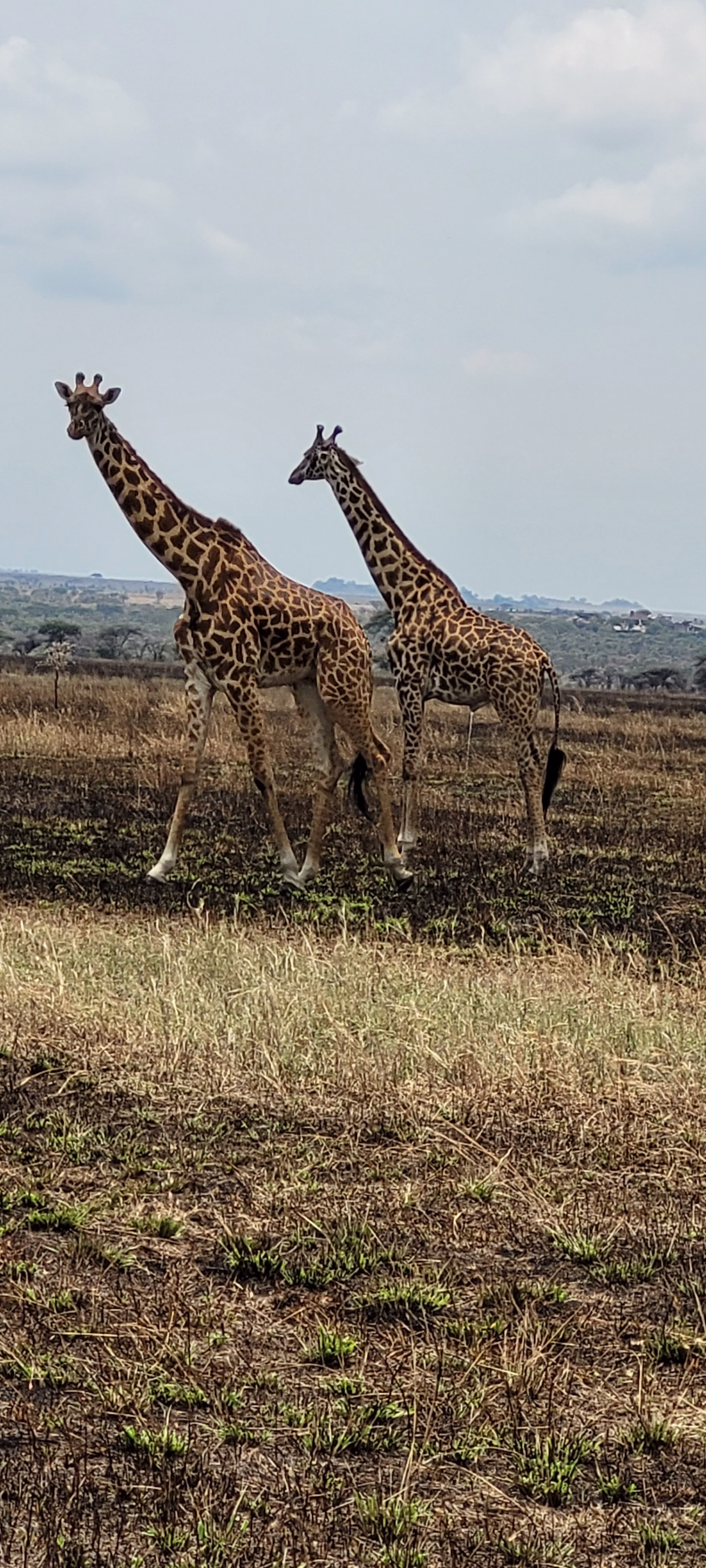 Photo de plusieurs girafes pendant un safari