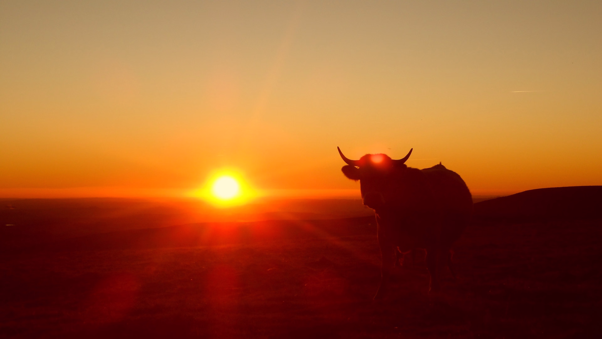 Séjour spécial Brame du Cerf au cœur de l'Aubrac