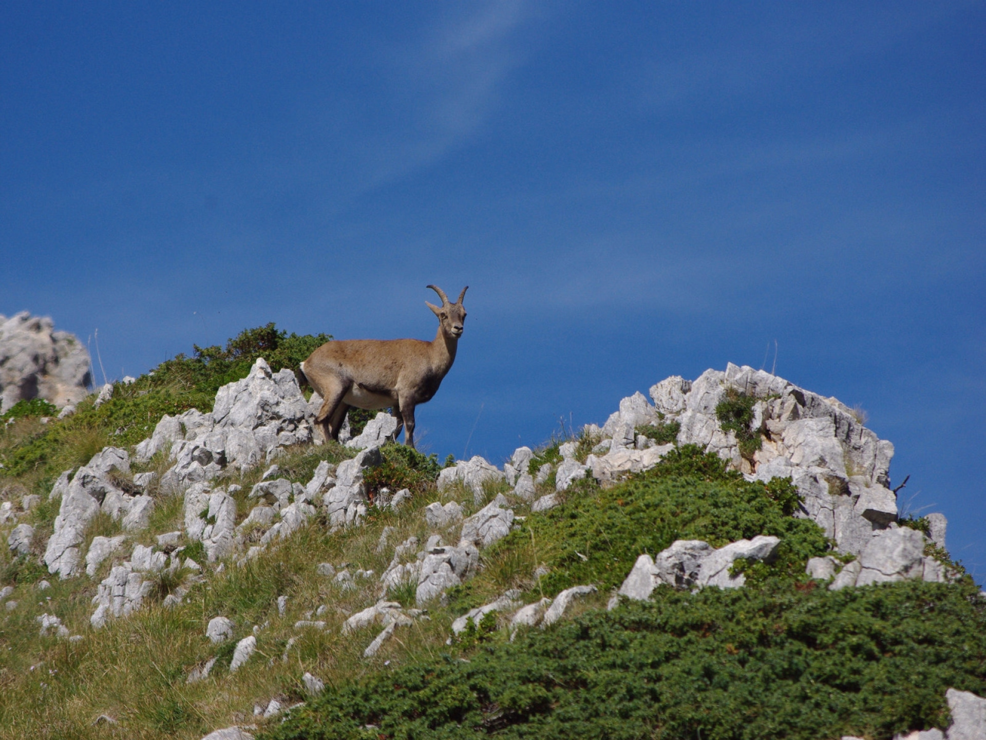 Stage trail à la découverte du Vercors