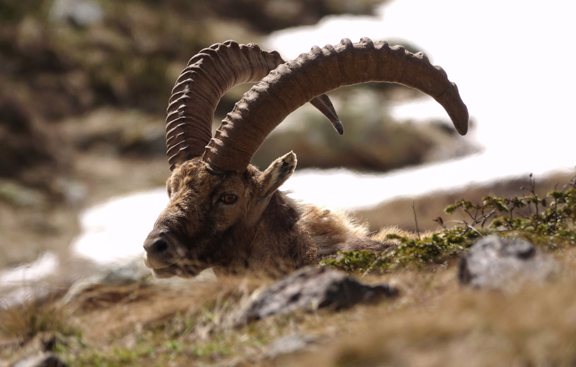 Semaine à la montagne dans le Massif de la Vanoise