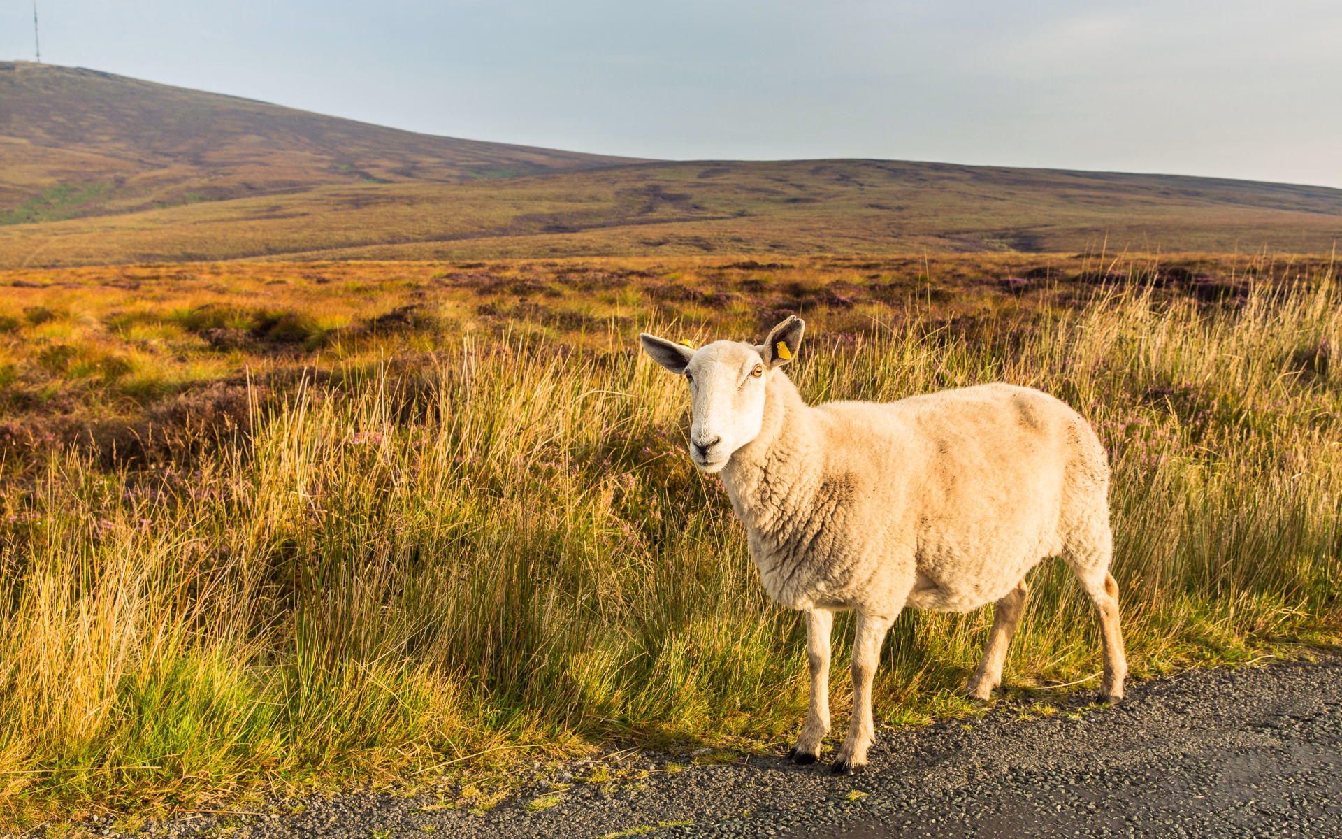 L'Irlande -  Voyage inoubliable en terre d'aventure