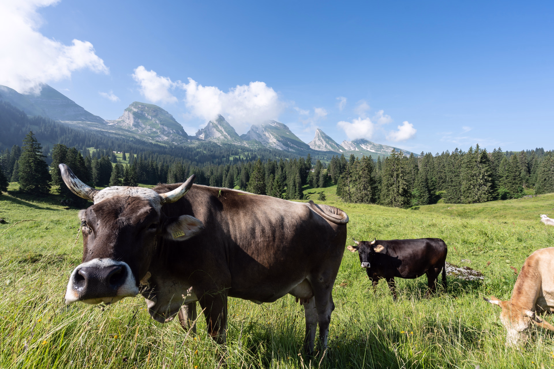 Randonnée en famille et légendes du Säntis en Suisse