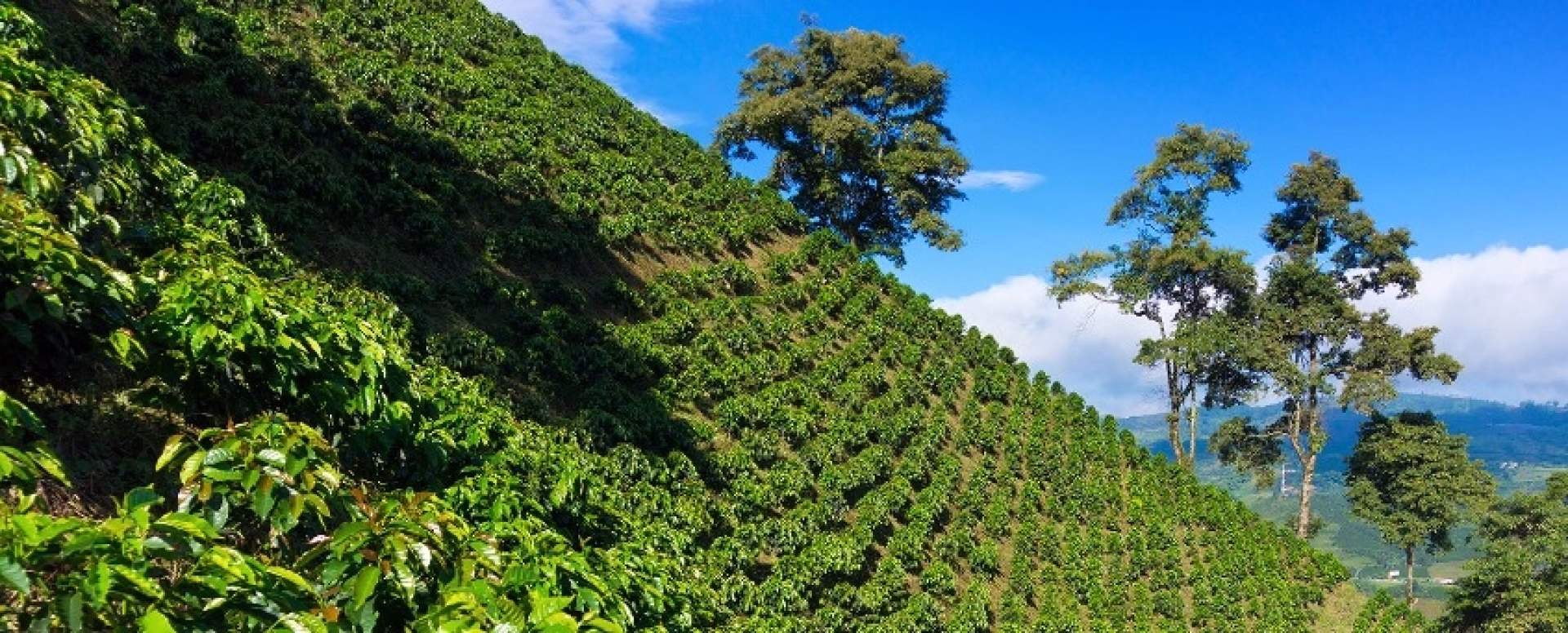 Ponts, volcans et routes du café : une épopée cycliste en Colombie