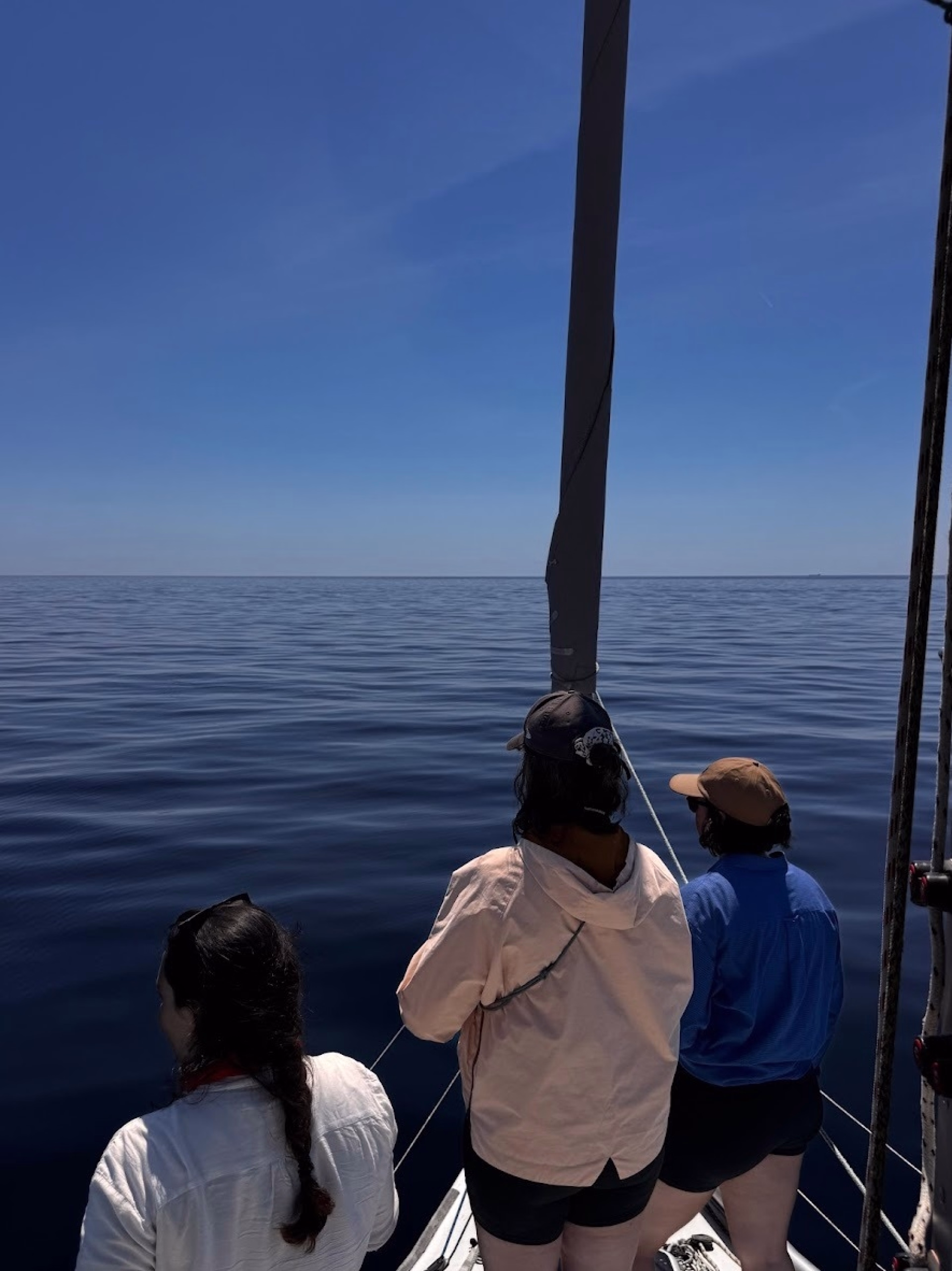 Navigation et observation de la faune marine dans les Calanques
