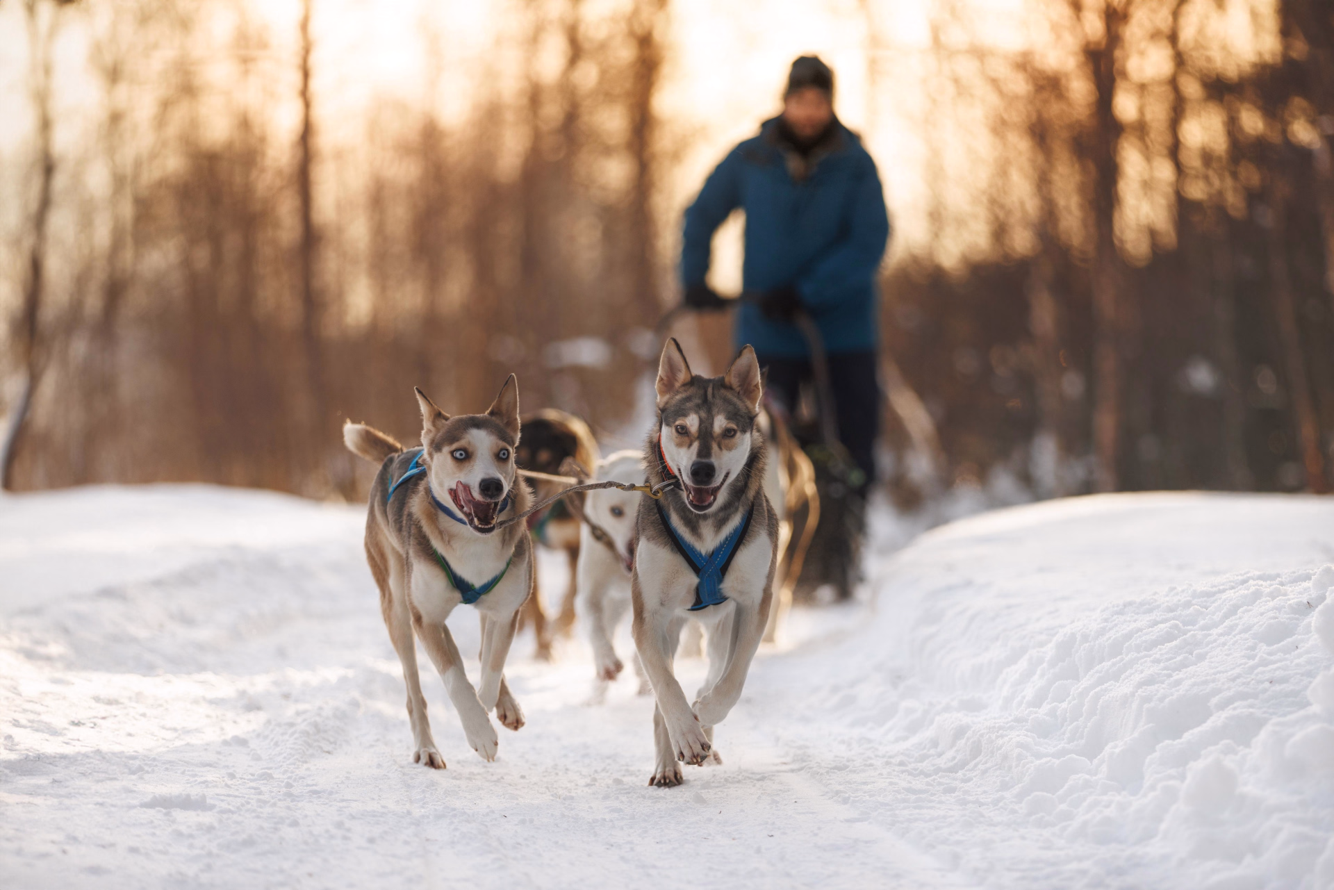 Reit- und Multiaktivitäts-Winterurlaub im schwedischen Lappland