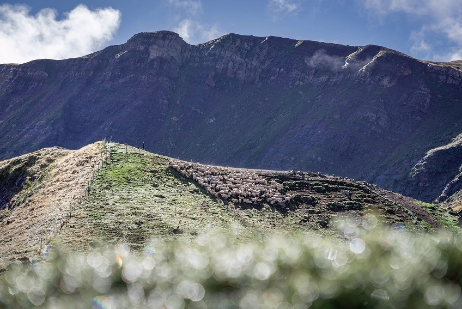 Haute vallée d'Aspe : randonnée sauvage et pastorale pyrénéenne