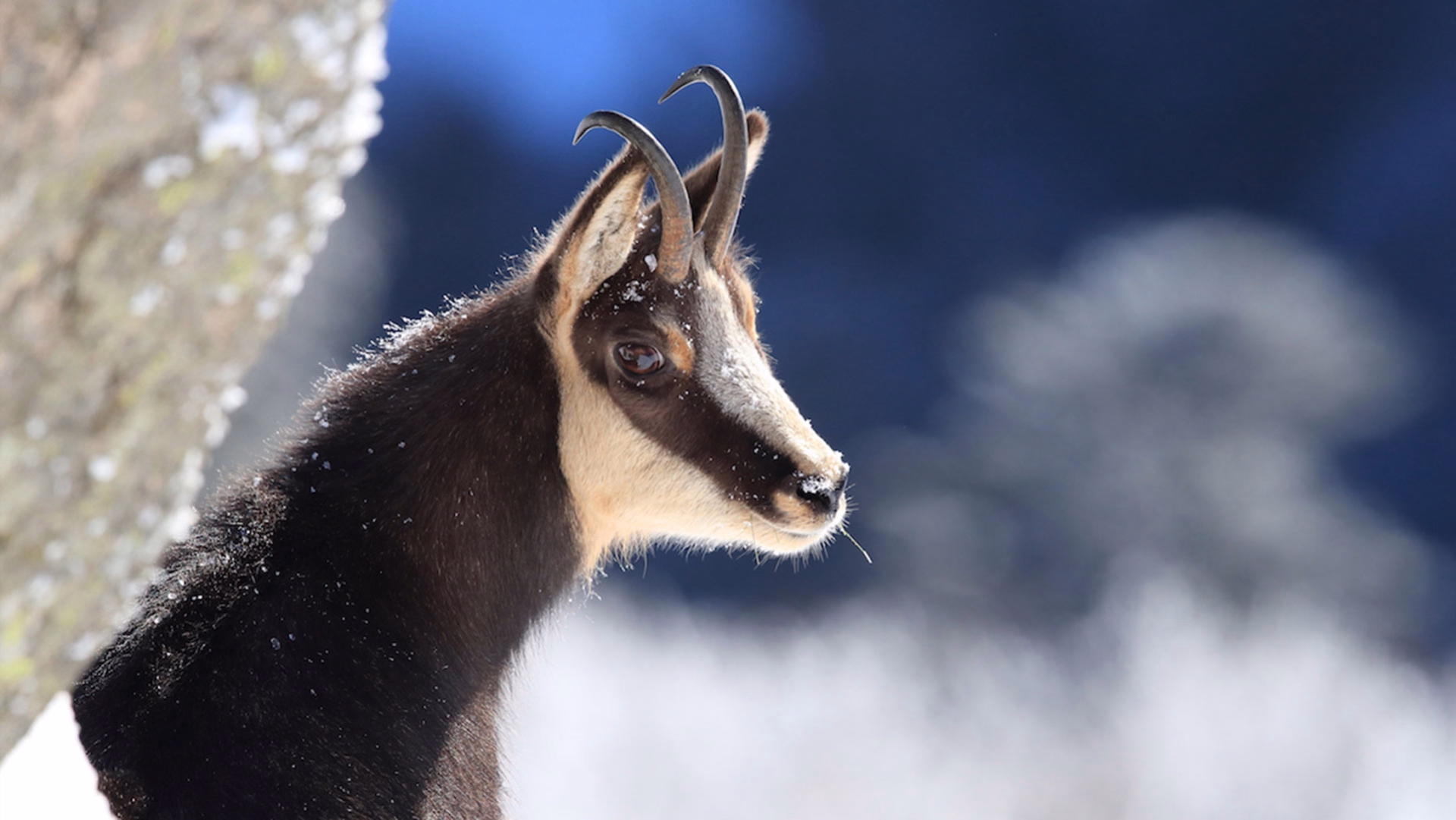 Lac Blanc : 4 jours Nouvel An dans les Vosges en raquettes accompagné