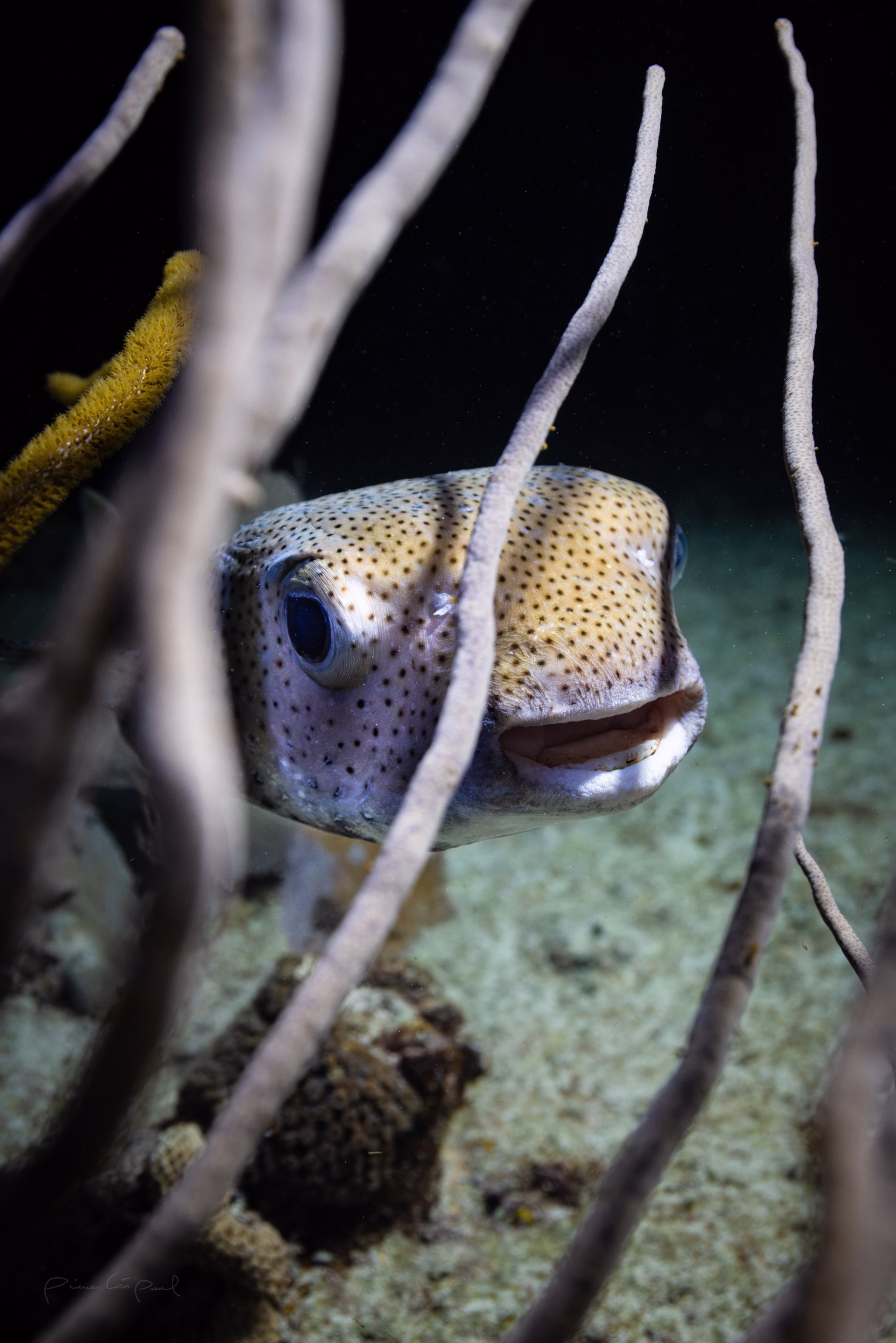 Plongez à la découverte des trésors sous-marins du Mexique