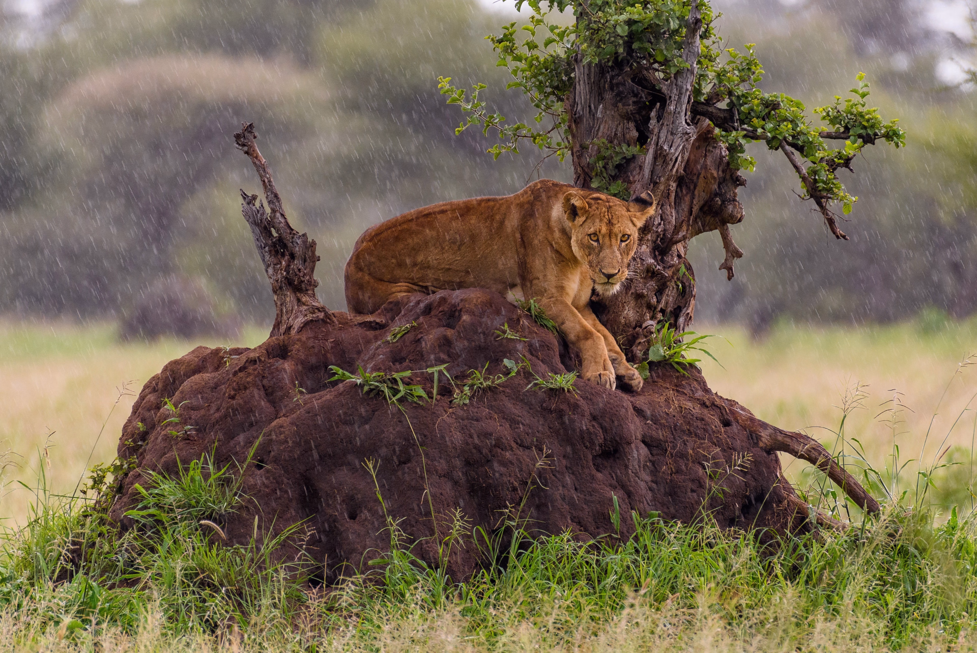 Safari camping de 5 jours en Tanzanie