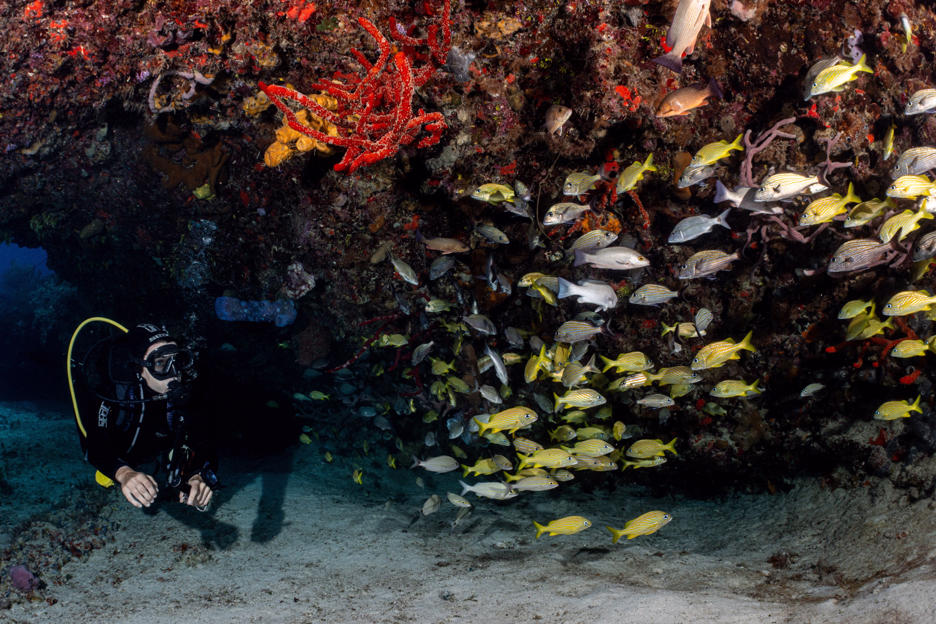 Plongez à la découverte des trésors sous-marins du Mexique