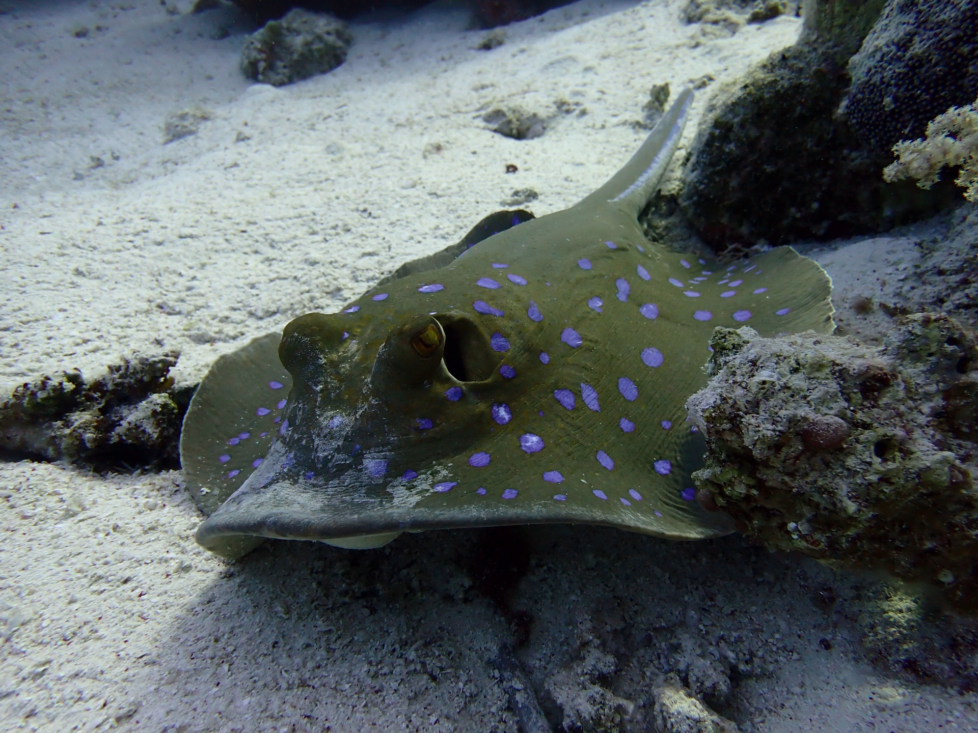 Voyageur solo : croisière plongée à St John's en Egypte