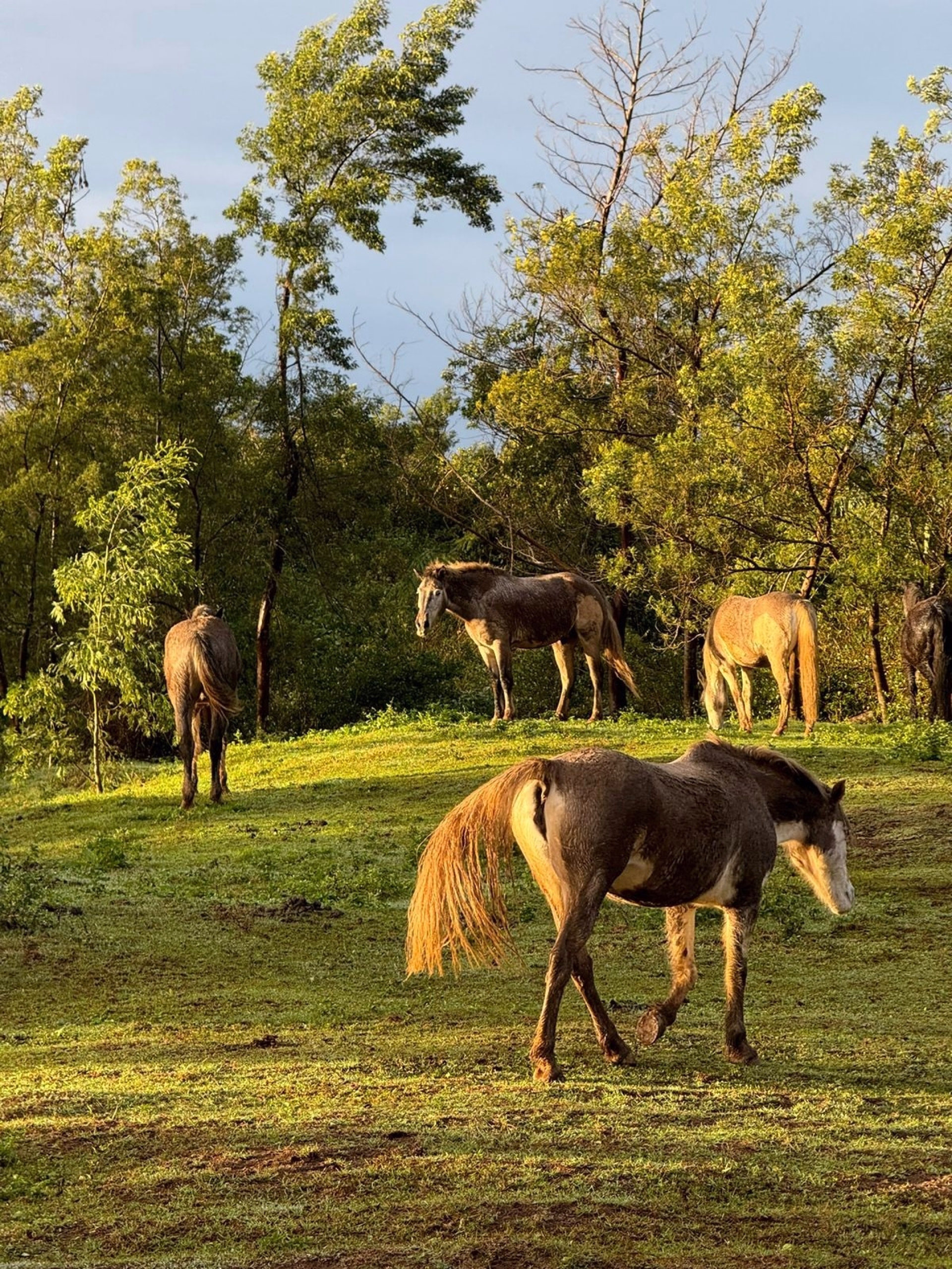 Séjour équestre engagé et immersif à La Réunion