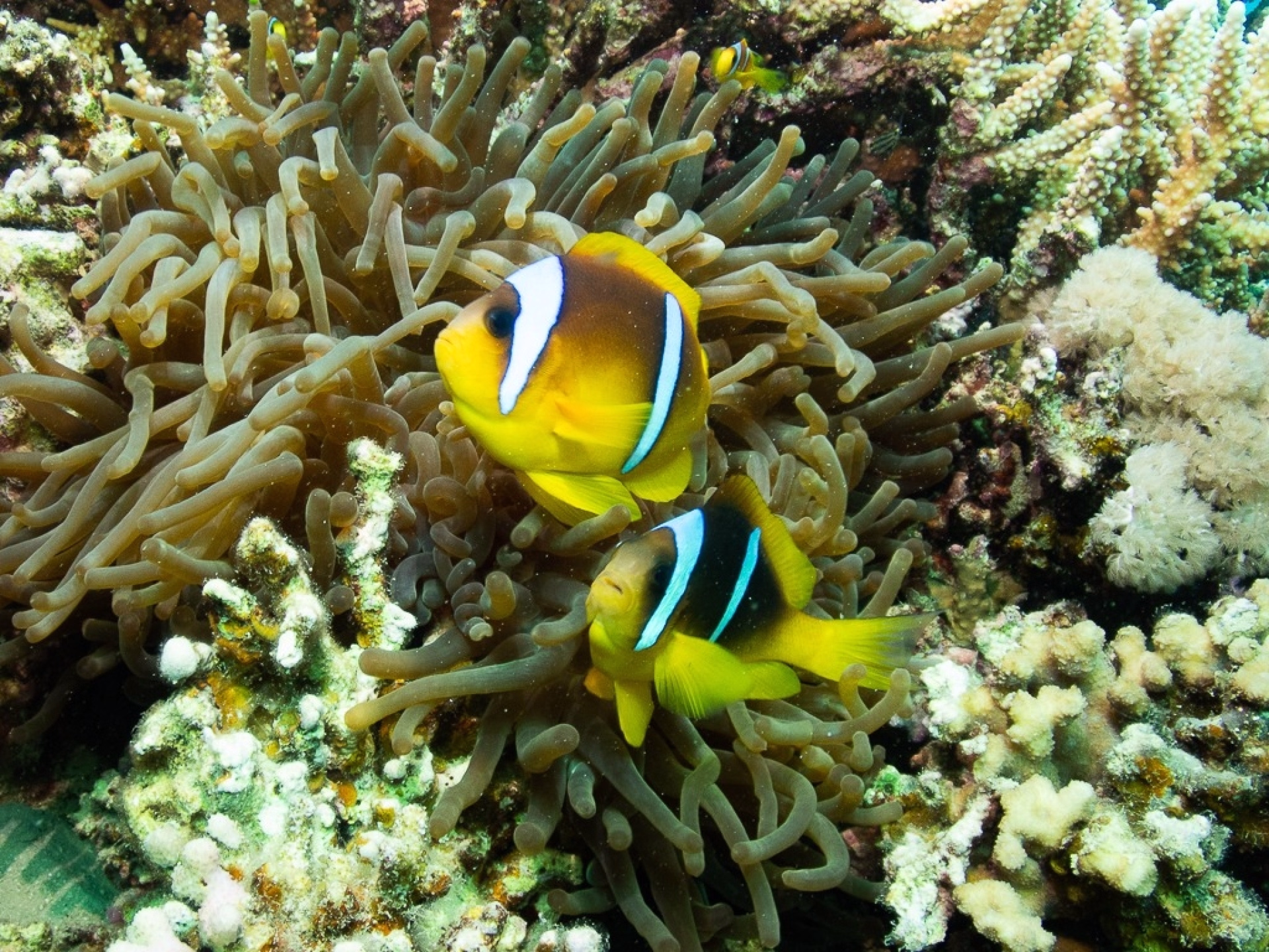 Plongée en mer Rouge entre récifs, minibus et bateaux