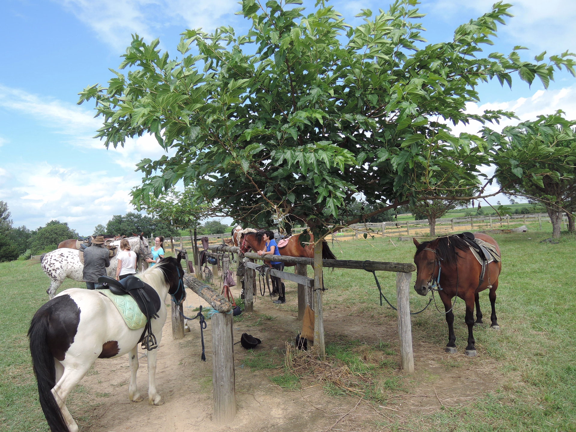 Séjour équestre authentique au cœur de la Gascogne