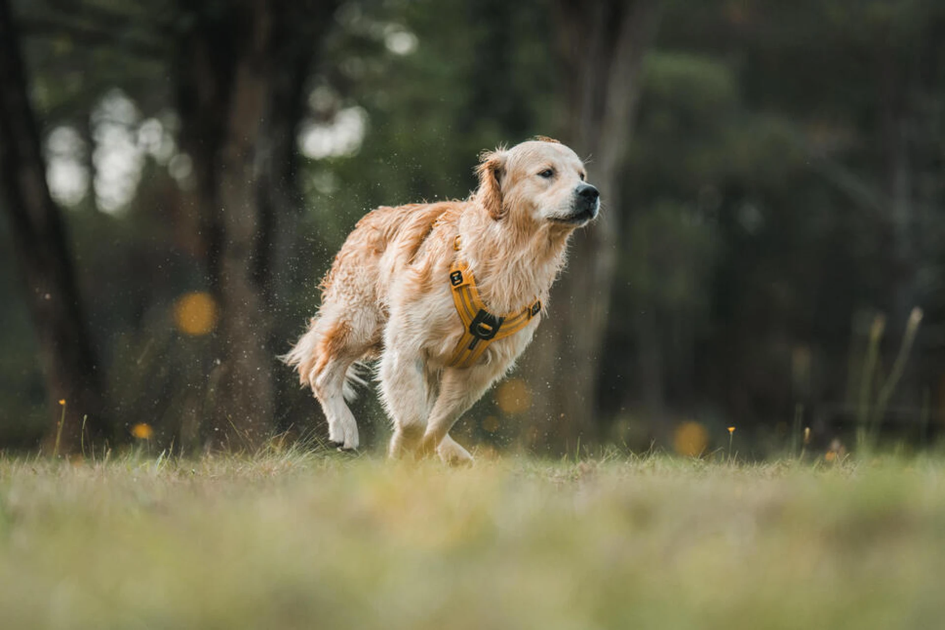 séjour multiactivité chien