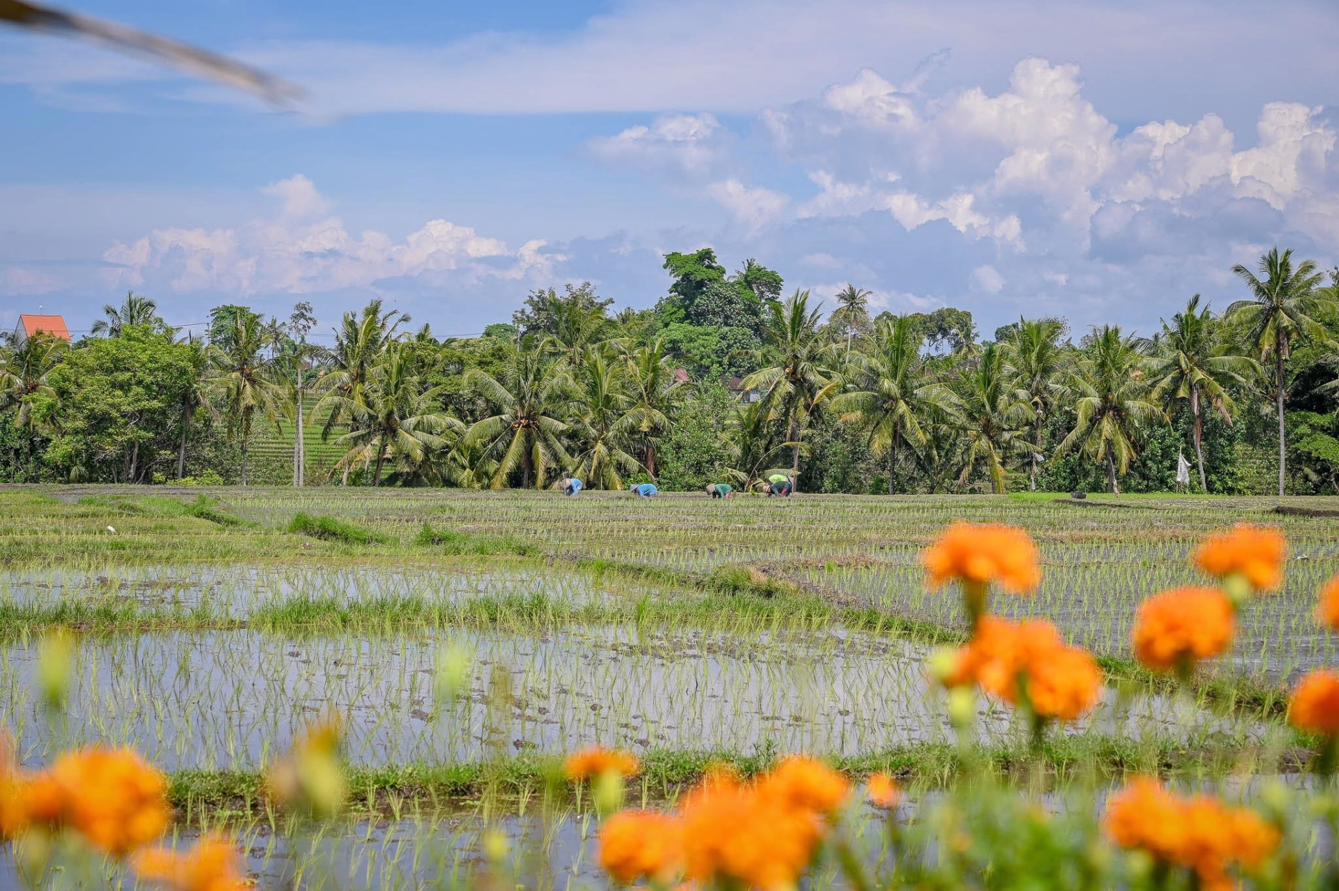 Tour de l'ouest de Bali à VTT : rizières, volcans et côte sauvage