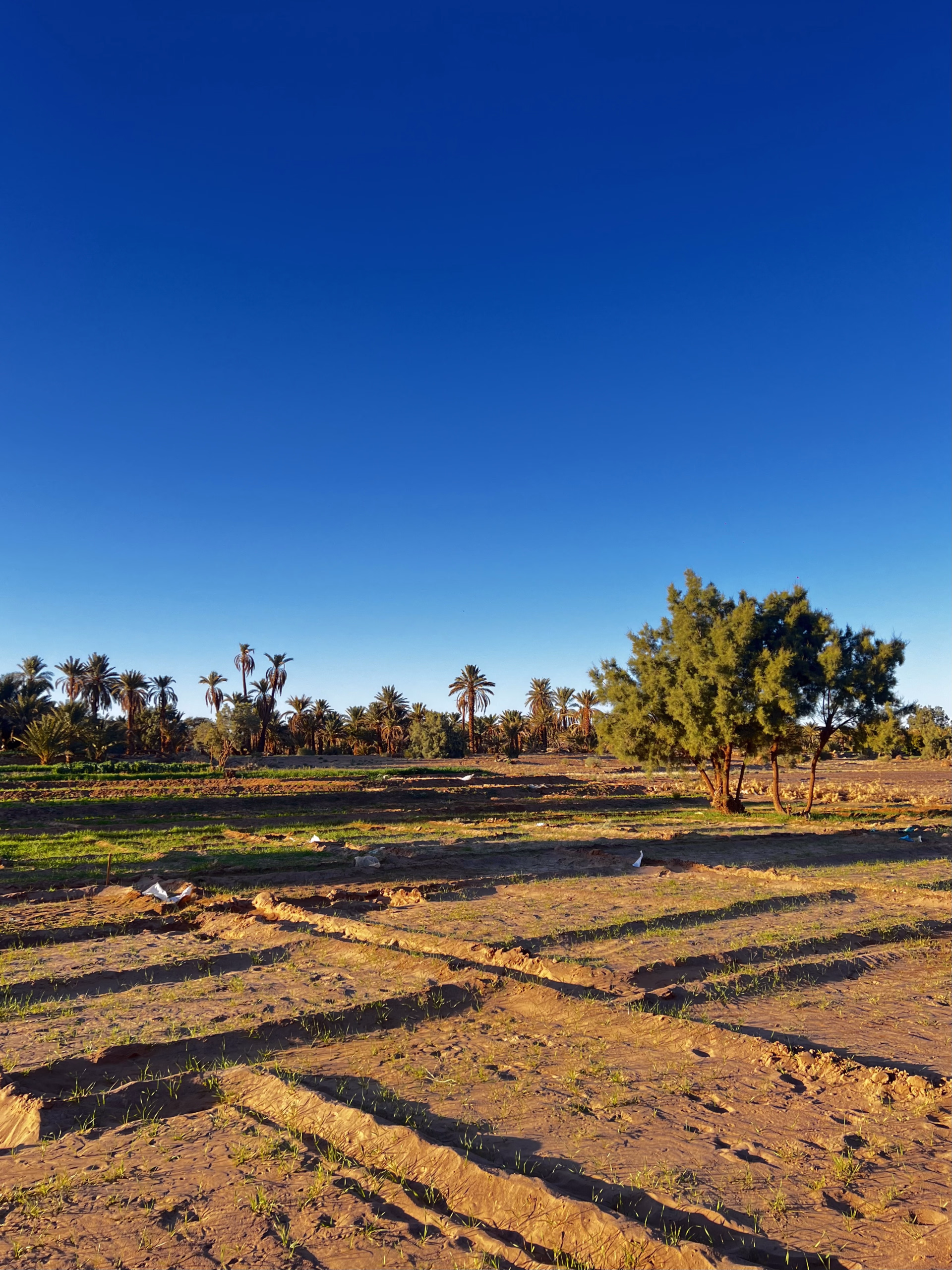 Trek entre oasis, dunes et jbel de Tazzarine